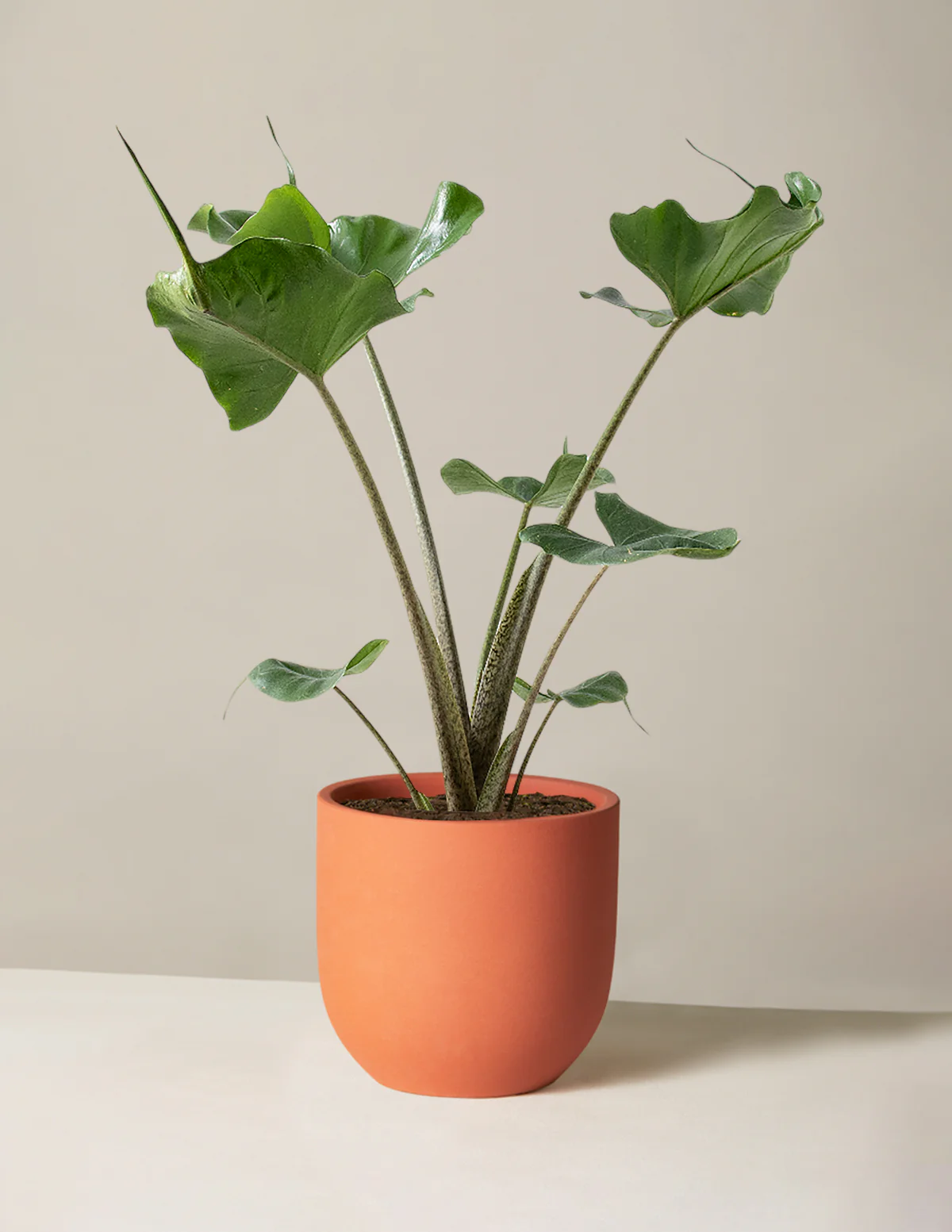 Alocasia Stingray - Image 5