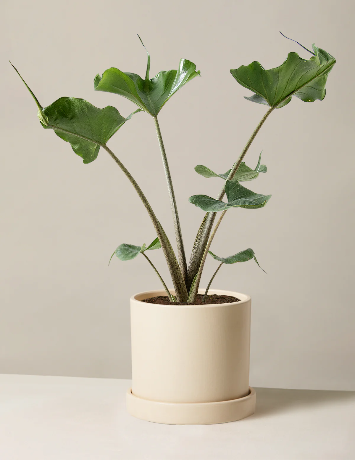 Alocasia Stingray - Image 6