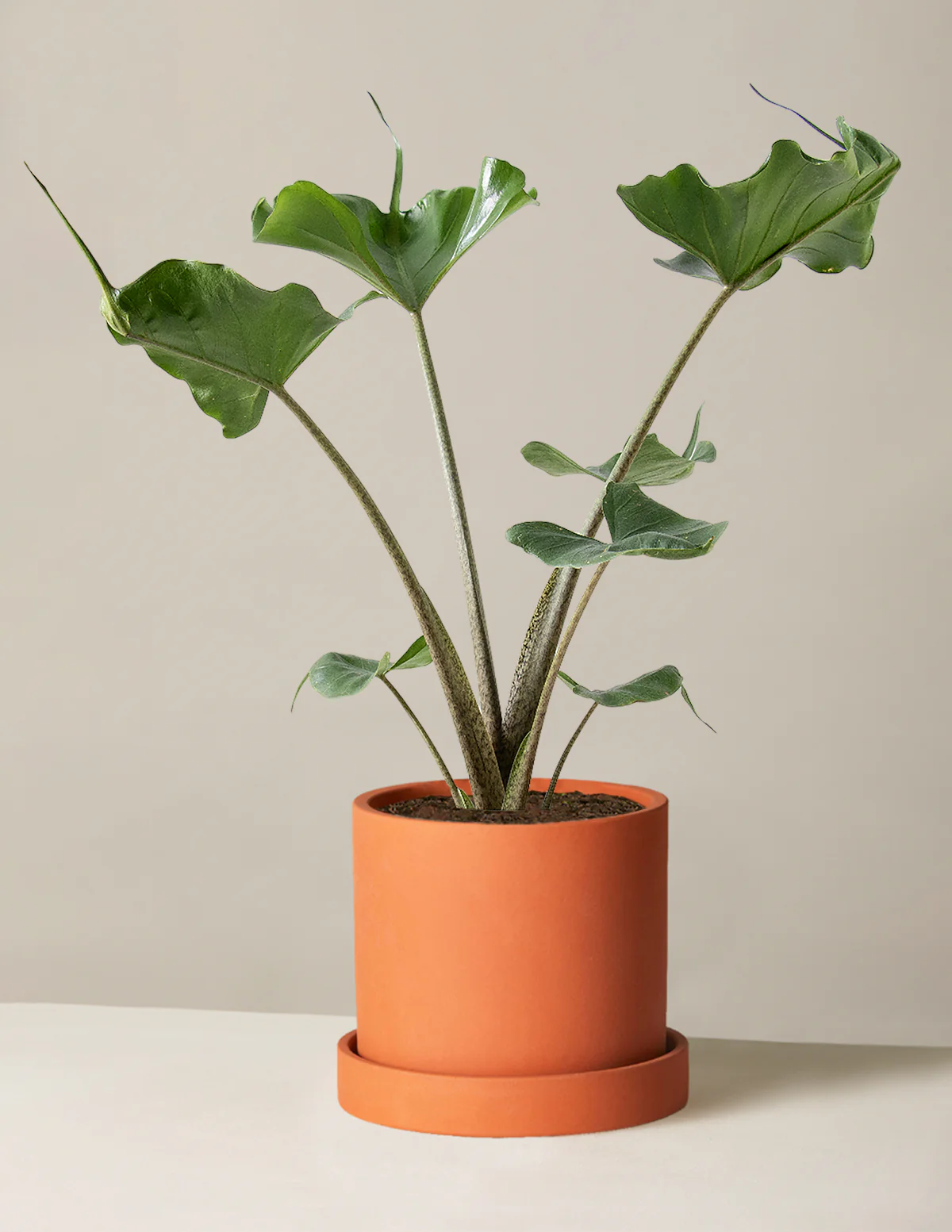 Alocasia Stingray - Image 7