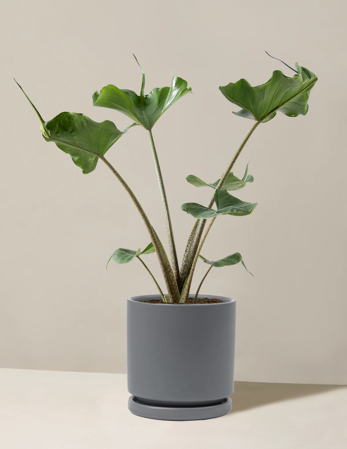 Alocasia Stingray - Image 8