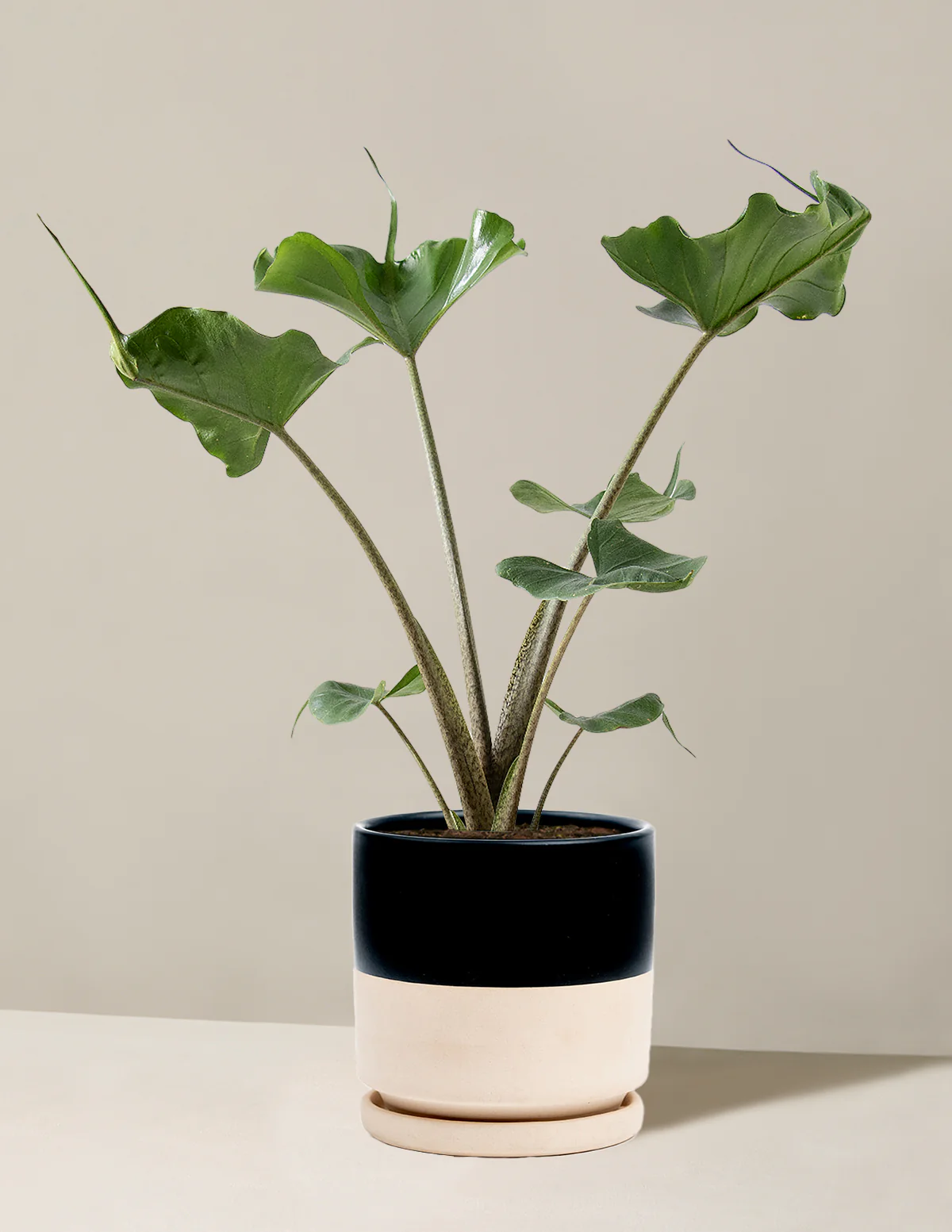 Alocasia Stingray - Image 9