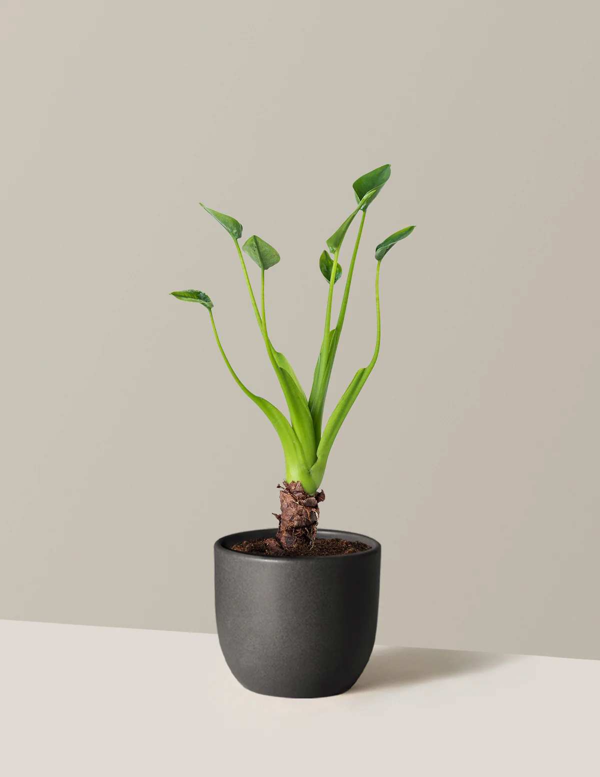 Alocasia Tiny Dancer - Image 15