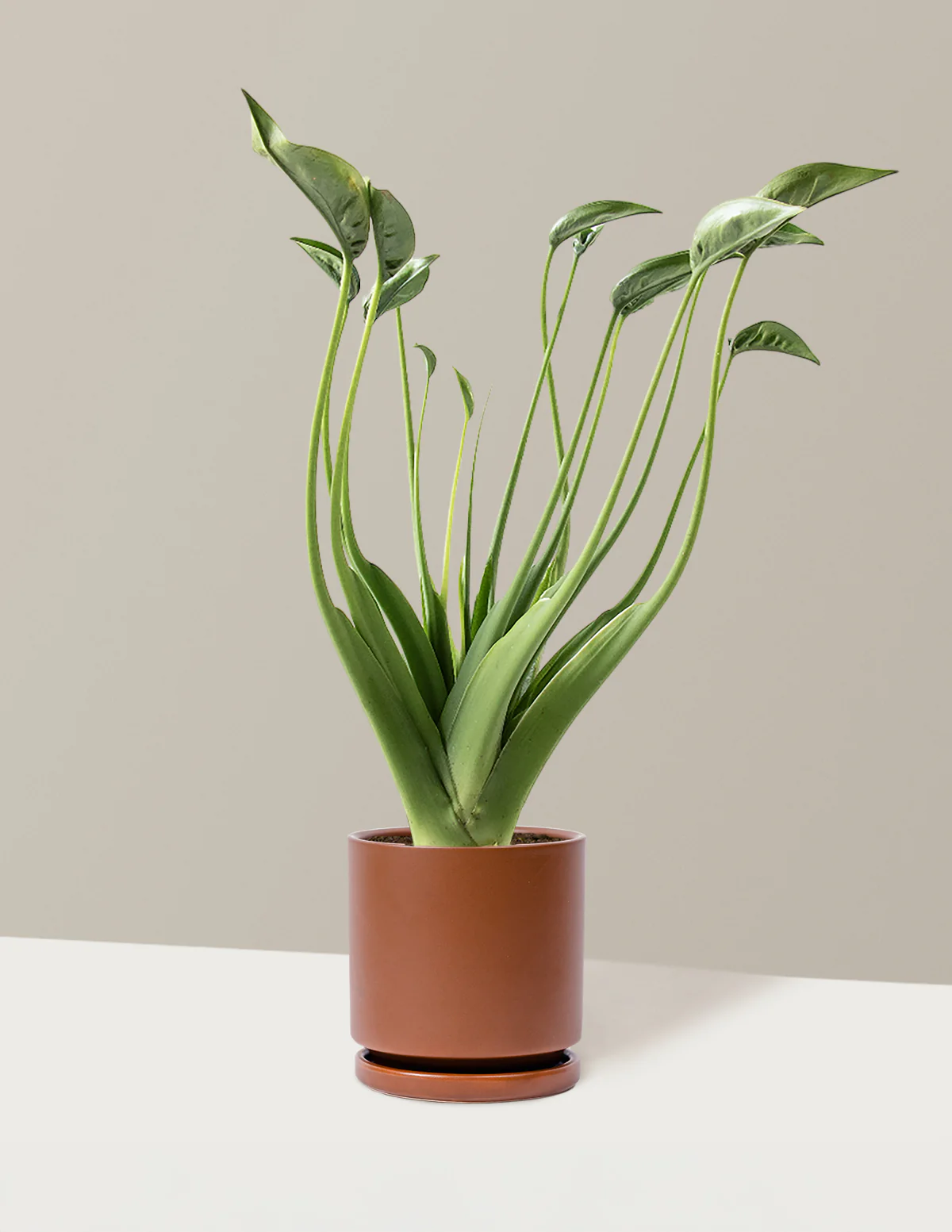 Alocasia Tiny Dancer - Image 19