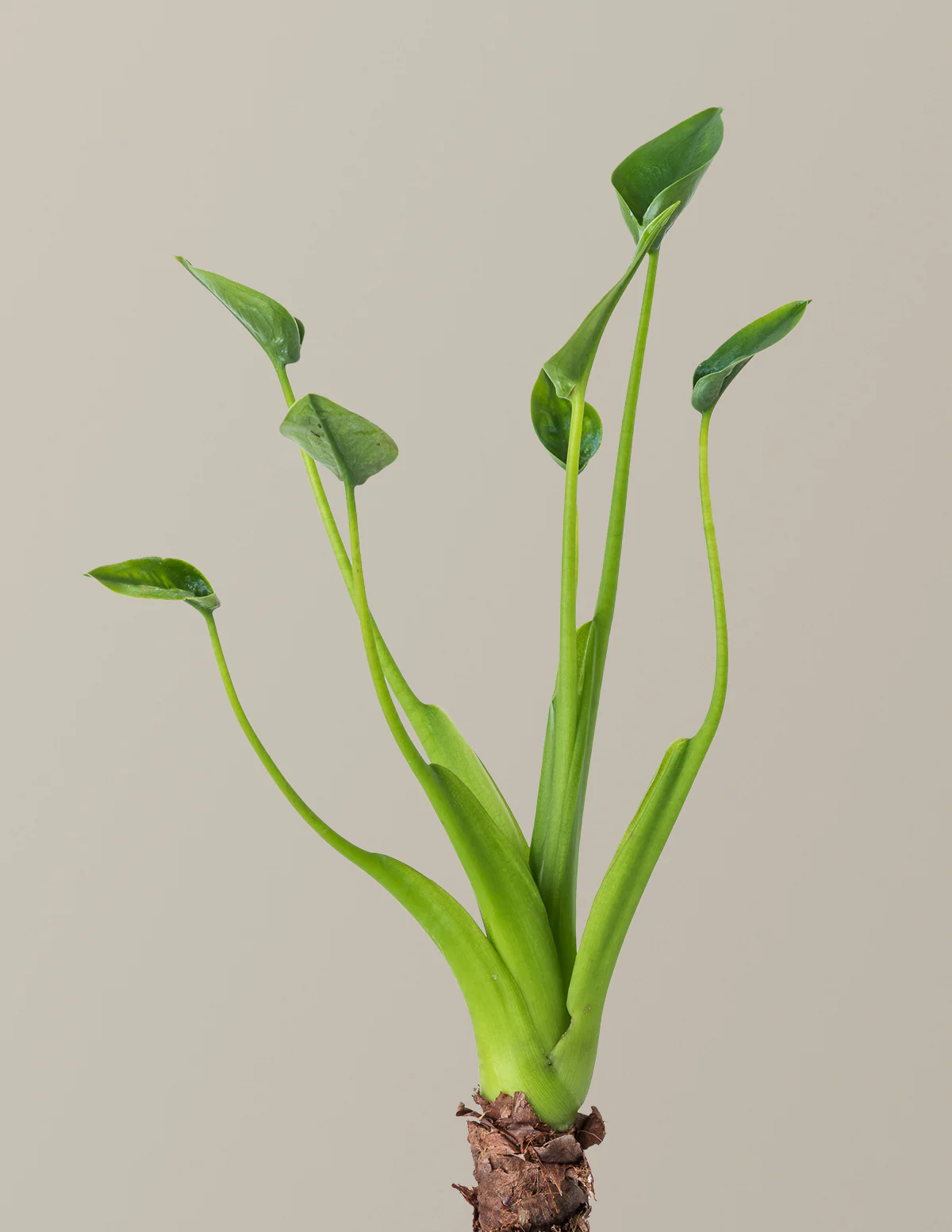 Alocasia Tiny Dancer - Image 2