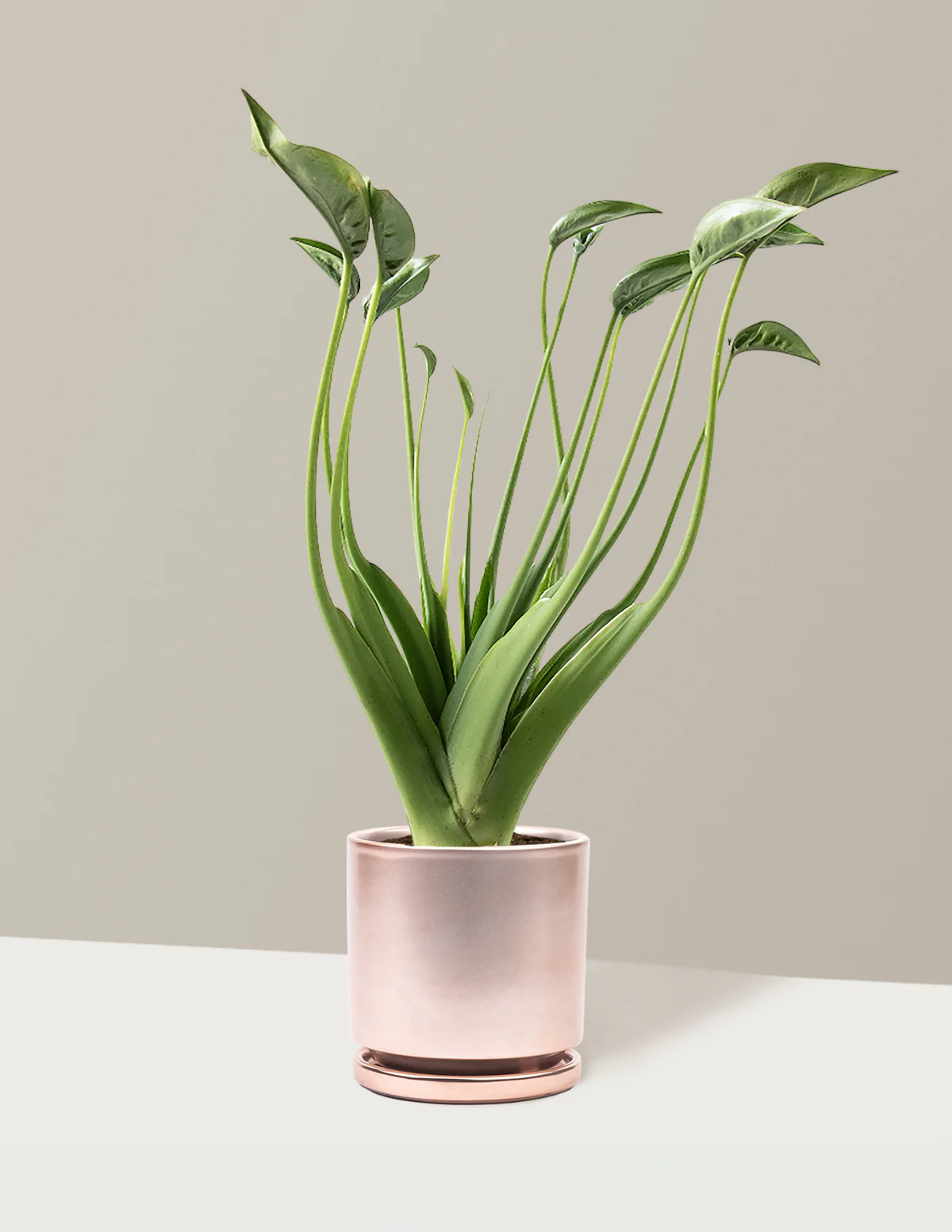 Alocasia Tiny Dancer - Image 21
