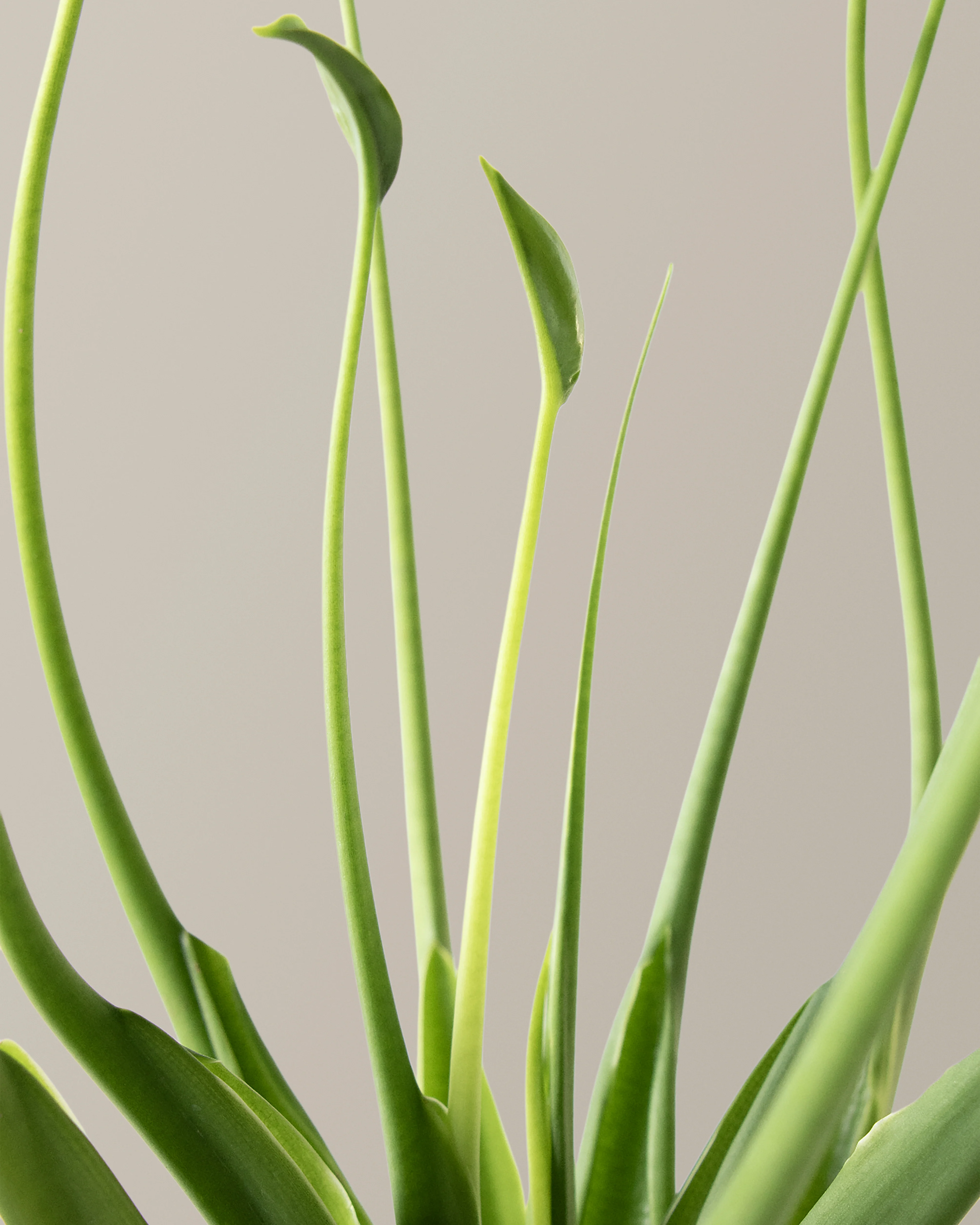 Alocasia Tiny Dancer - Image 4