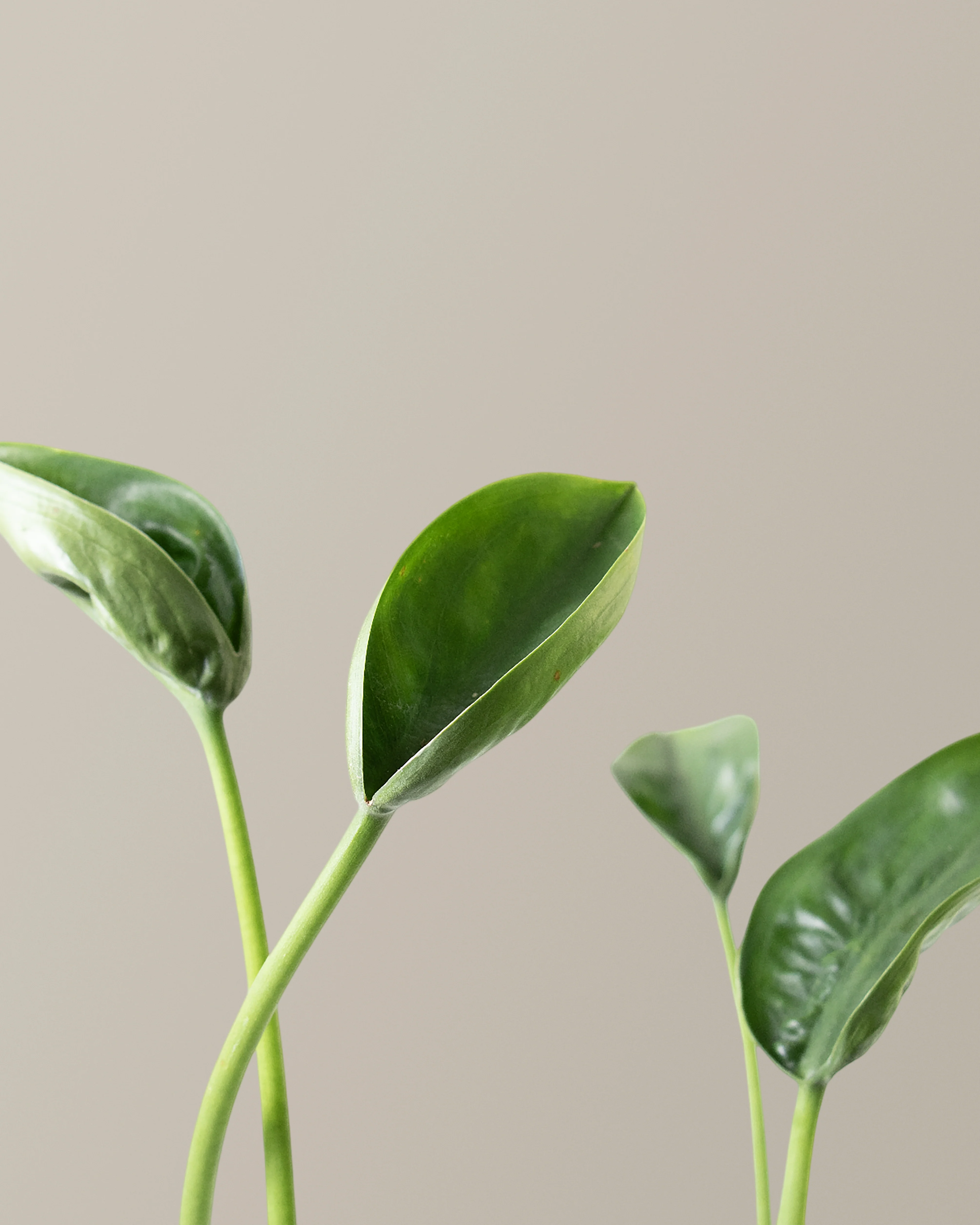 Alocasia Tiny Dancer - Image 6