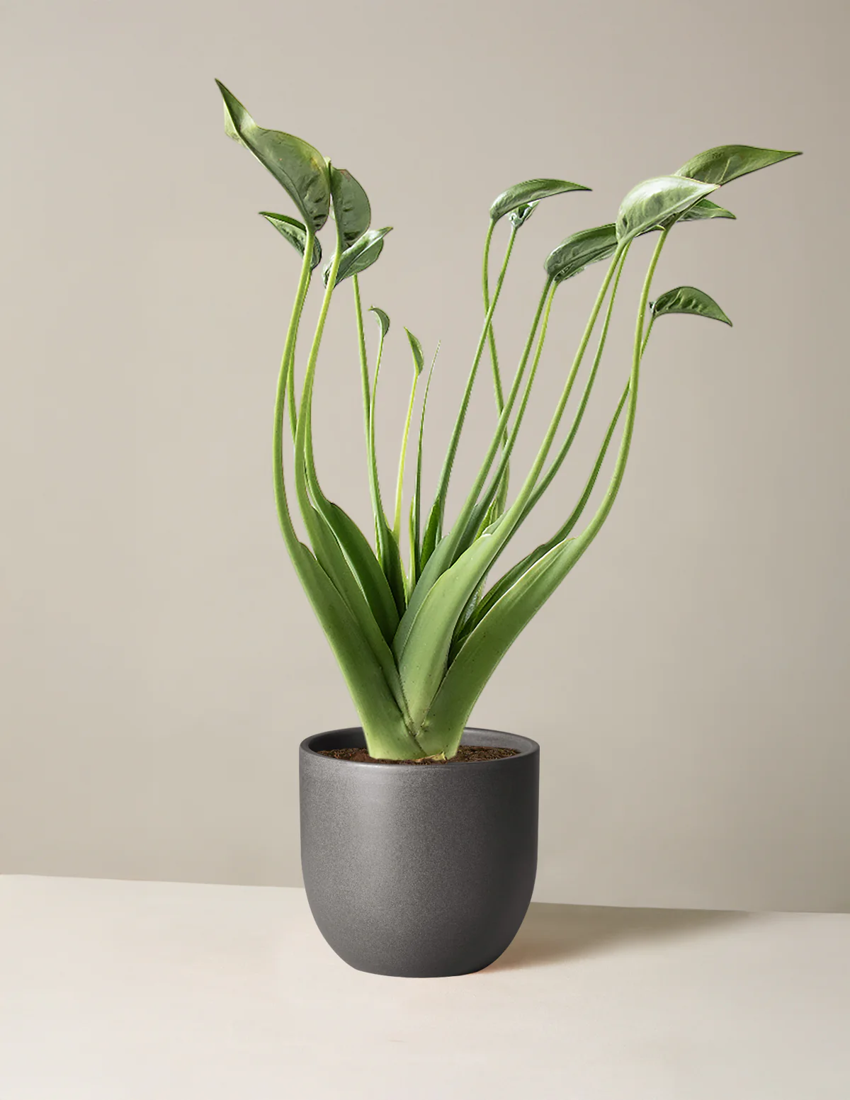 Alocasia Tiny Dancer - Image 8