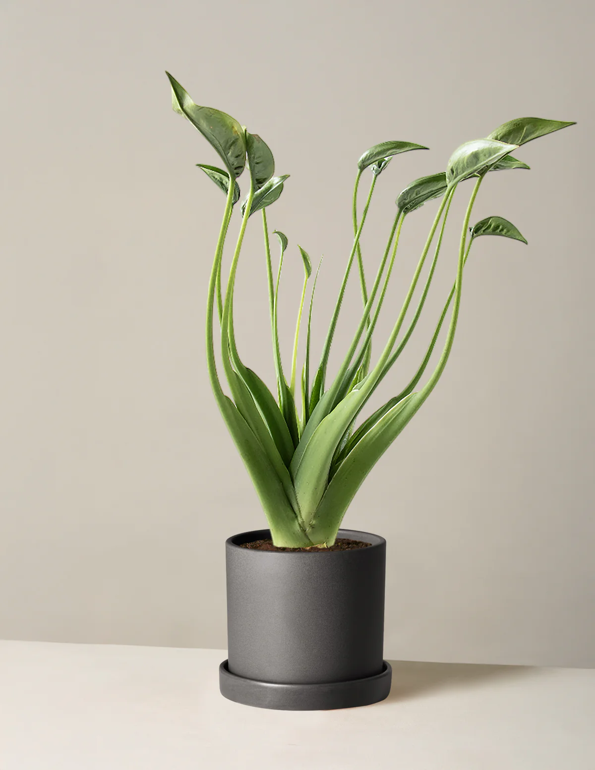 Alocasia Tiny Dancer - Image 9
