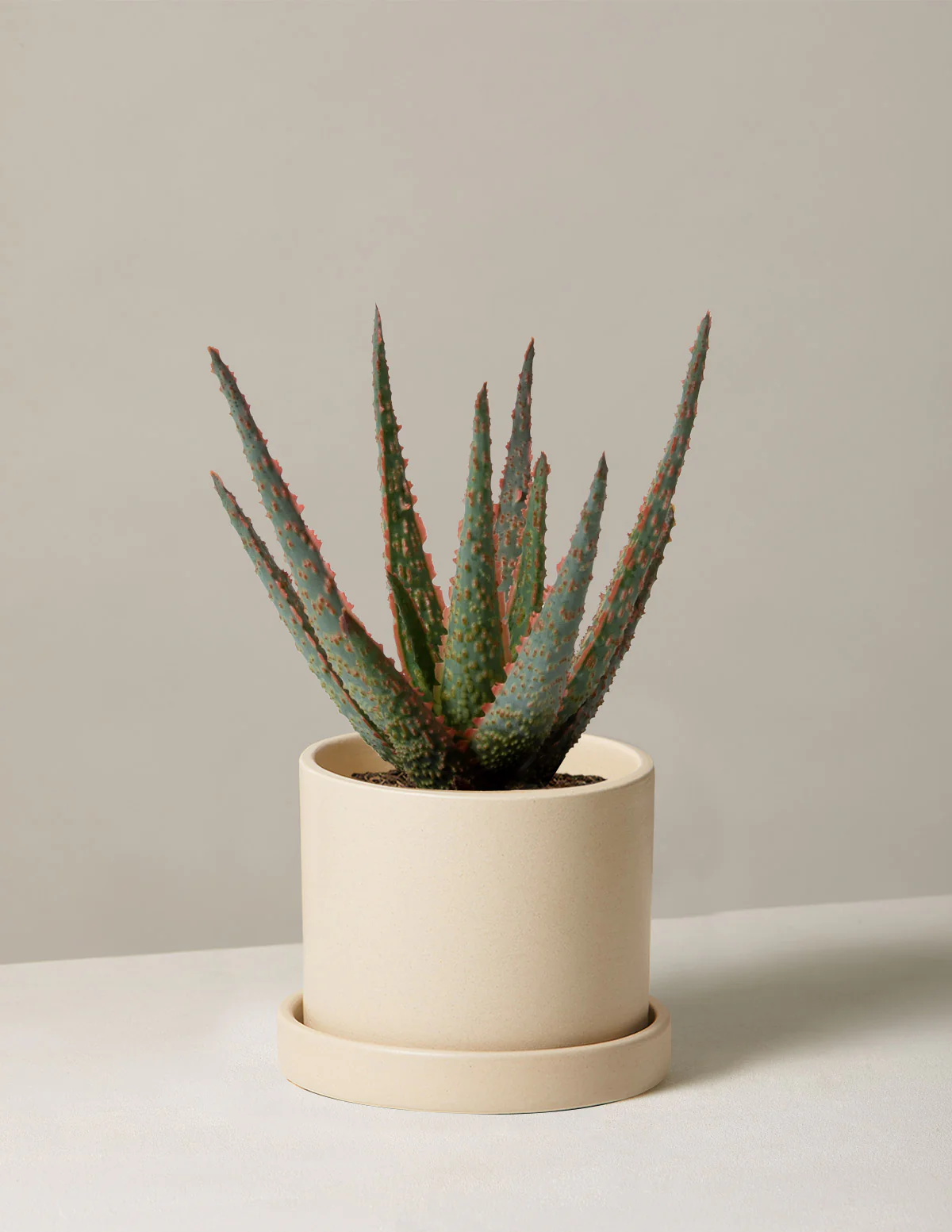 Aloe Christmas Carol - Image 2
