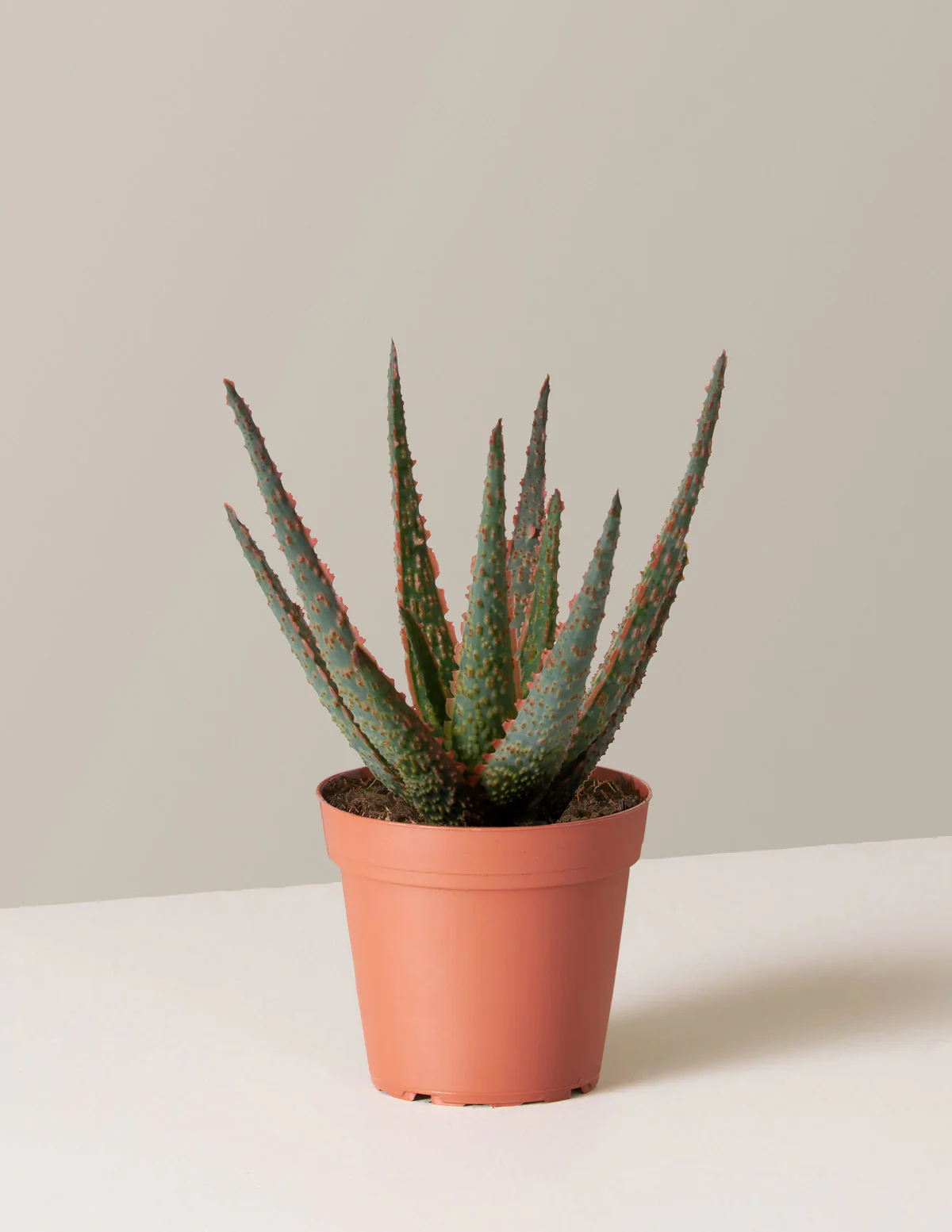 Aloe Christmas Carol - Image 3