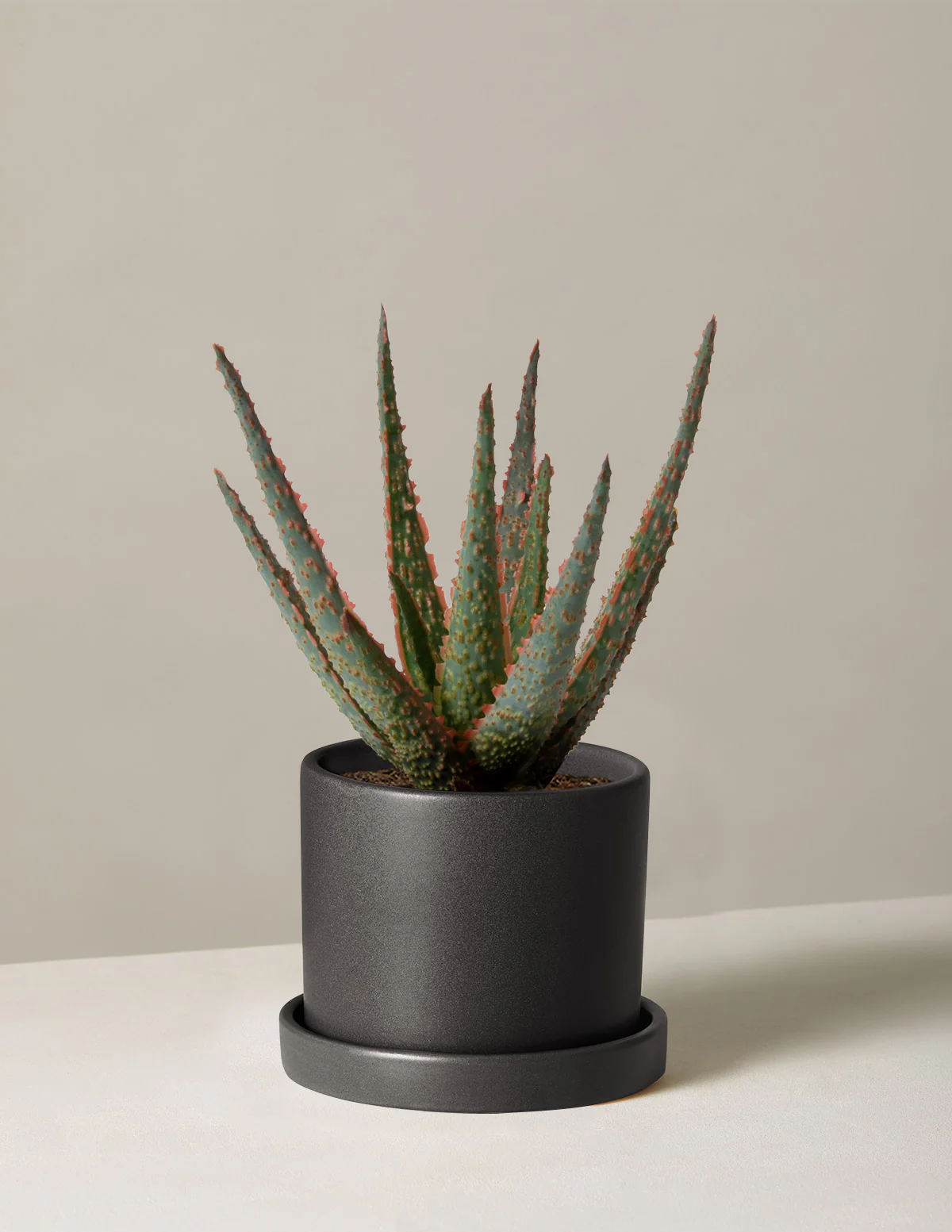 Aloe Christmas Carol - Image 4