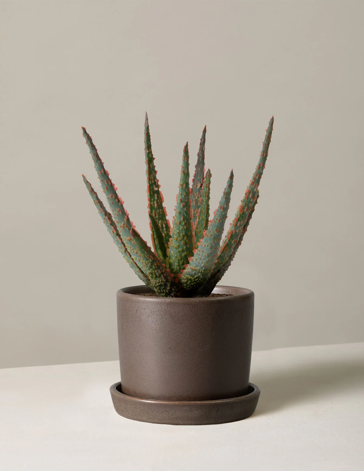 Aloe Christmas Carol - Image 6
