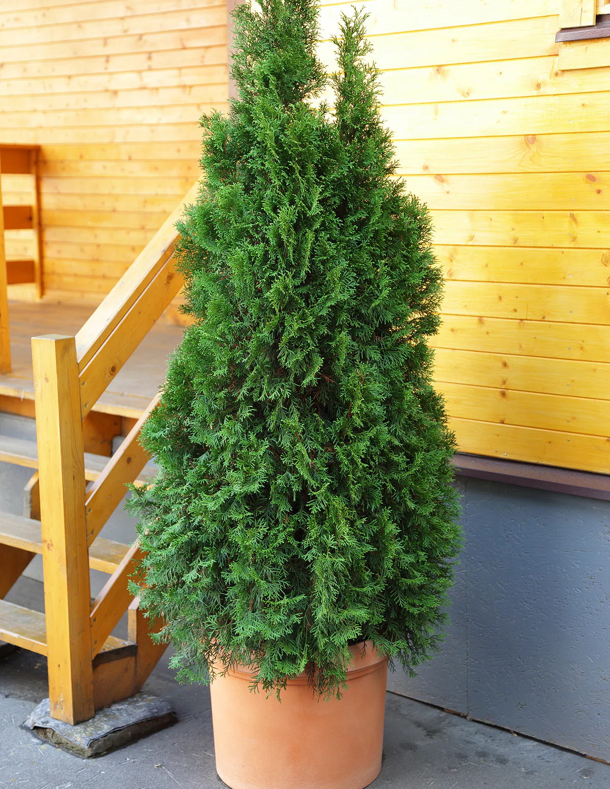 American Pillar Thuja - Image 5