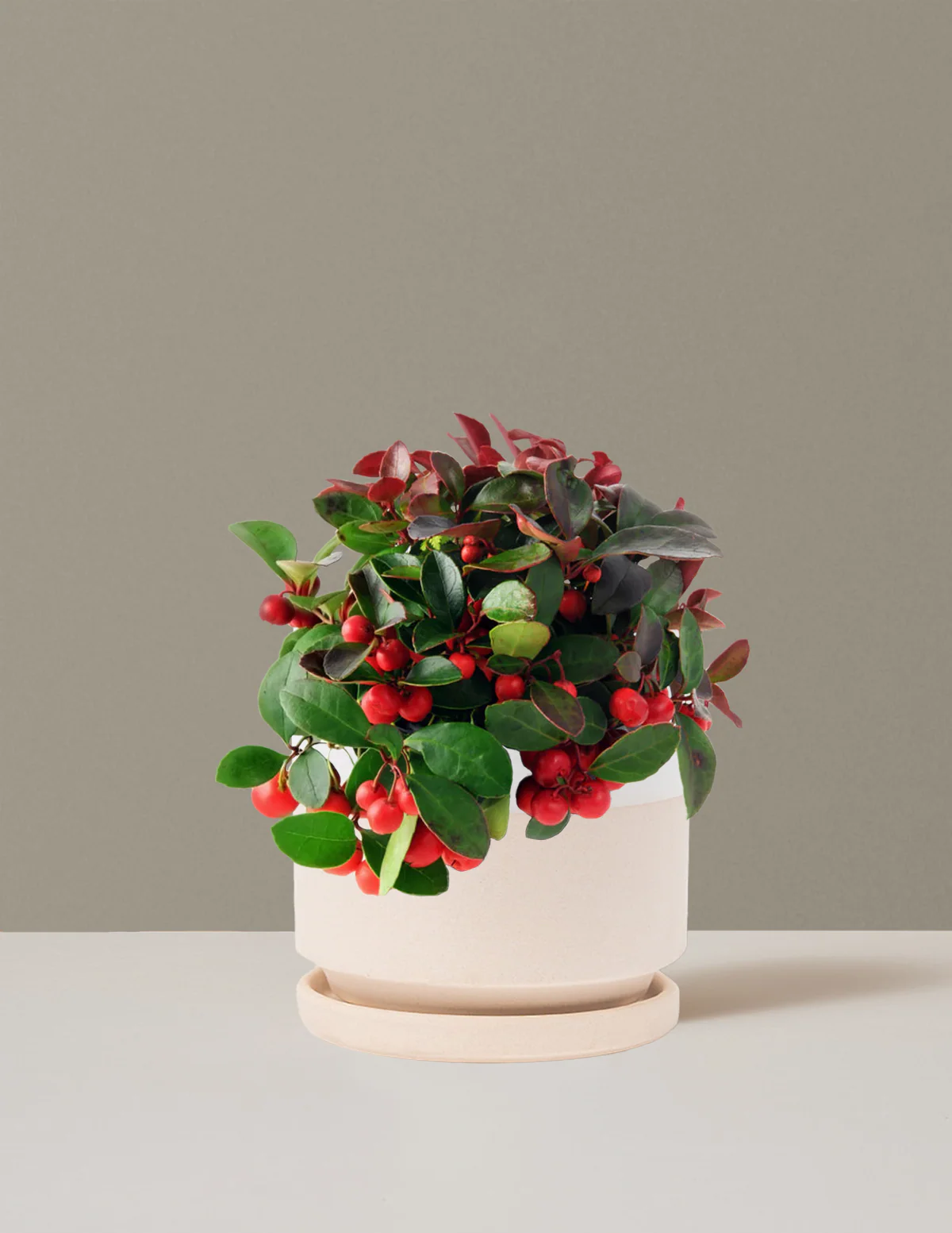 Wintergreen Cherry Berries - Image 10