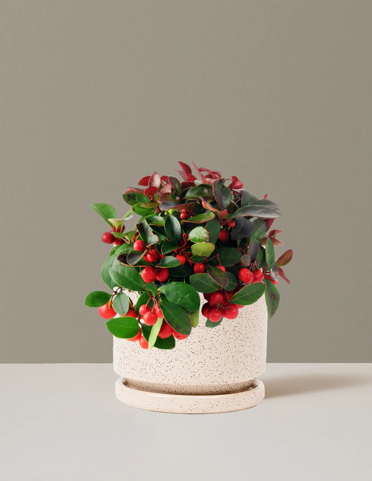 Wintergreen Cherry Berries - Image 11