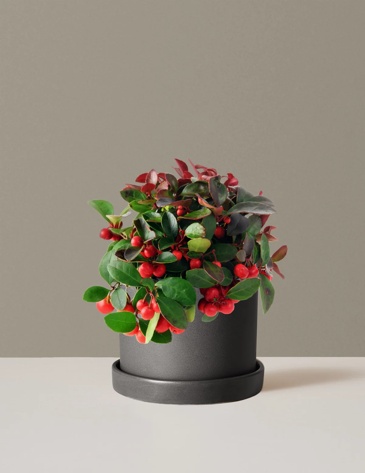 Wintergreen Cherry Berries - Image 12
