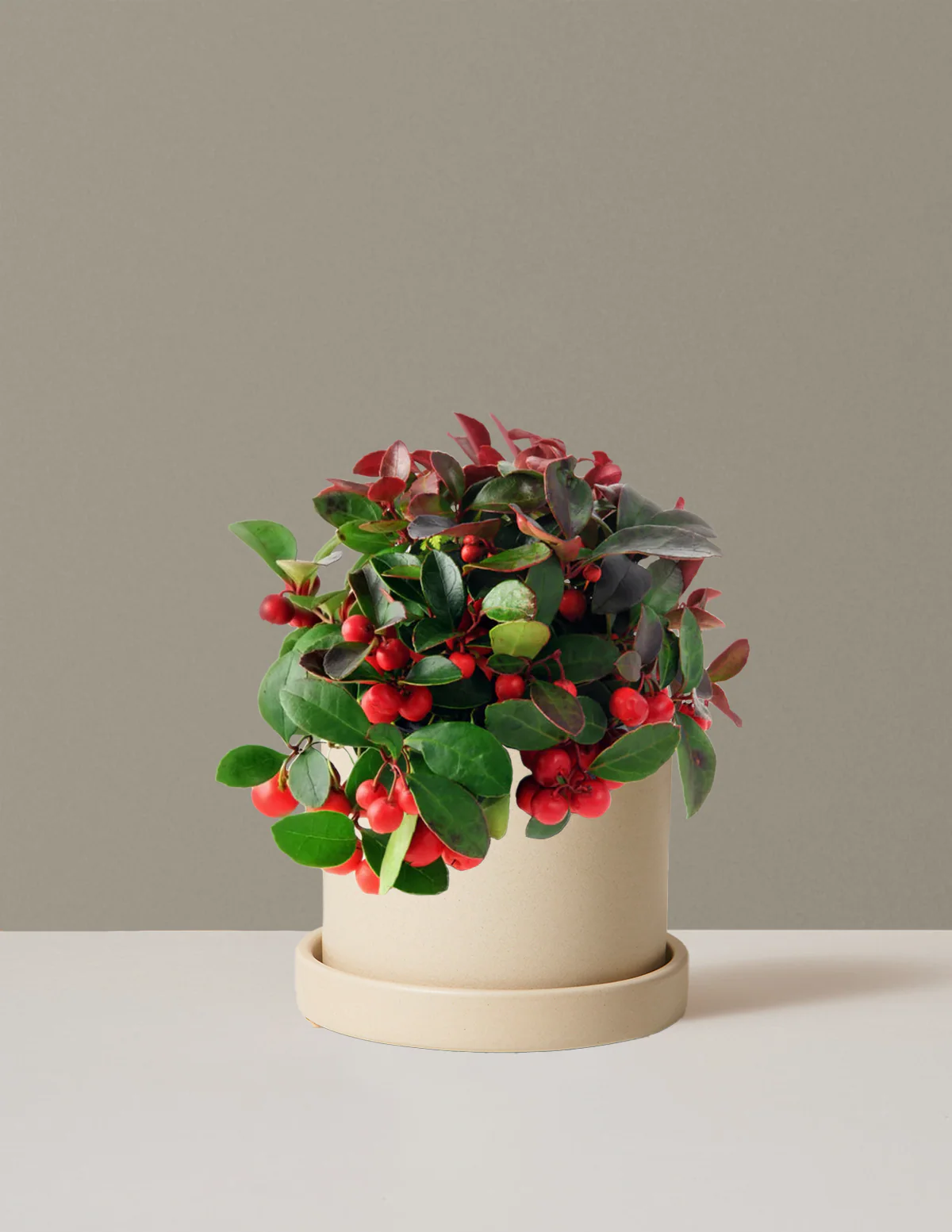 Wintergreen Cherry Berries - Image 13