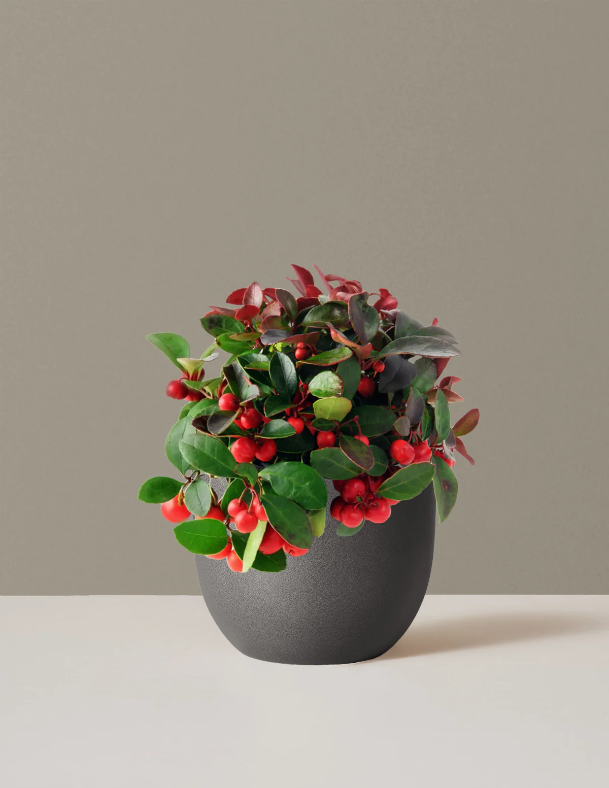 Wintergreen Cherry Berries - Image 14