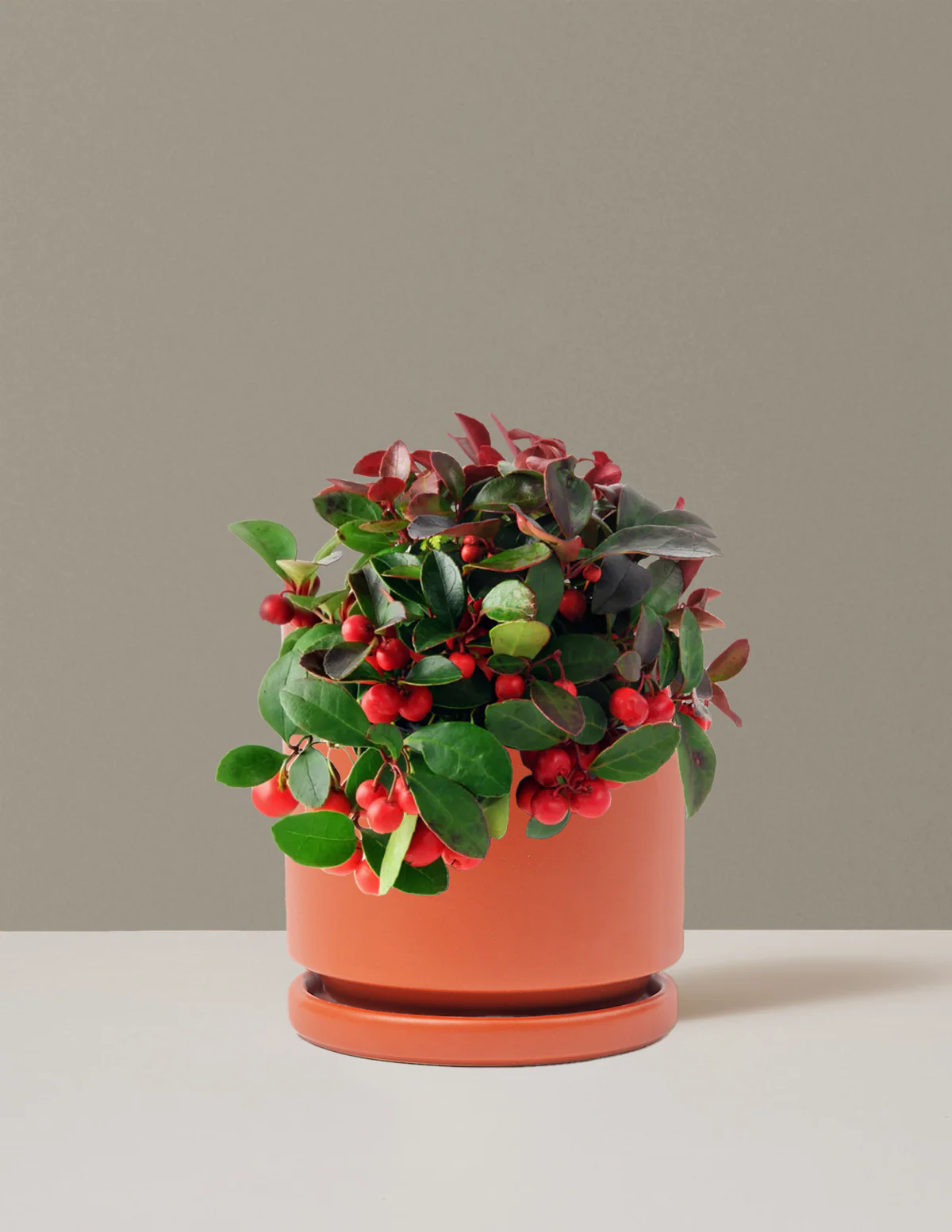 Wintergreen Cherry Berries - Image 15