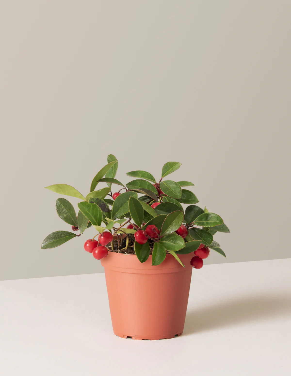 Wintergreen Cherry Berries - Image 16