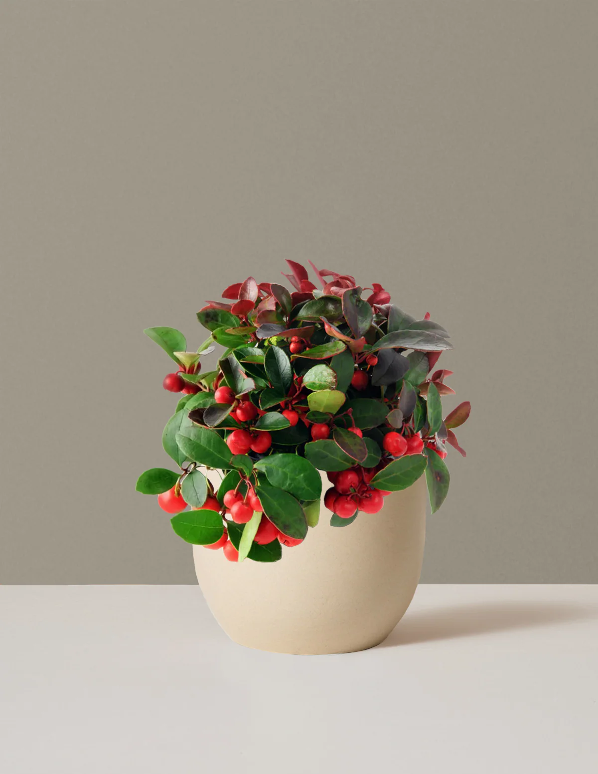Wintergreen Cherry Berries - Image 2
