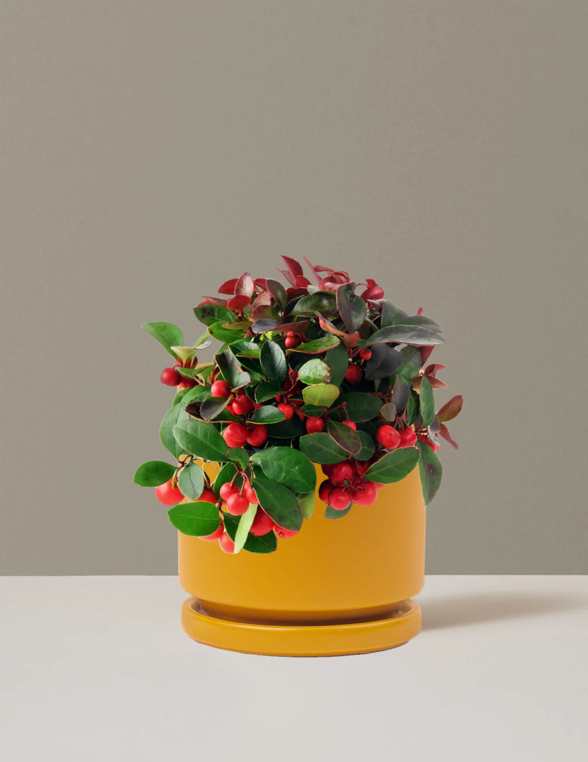 Wintergreen Cherry Berries - Image 3