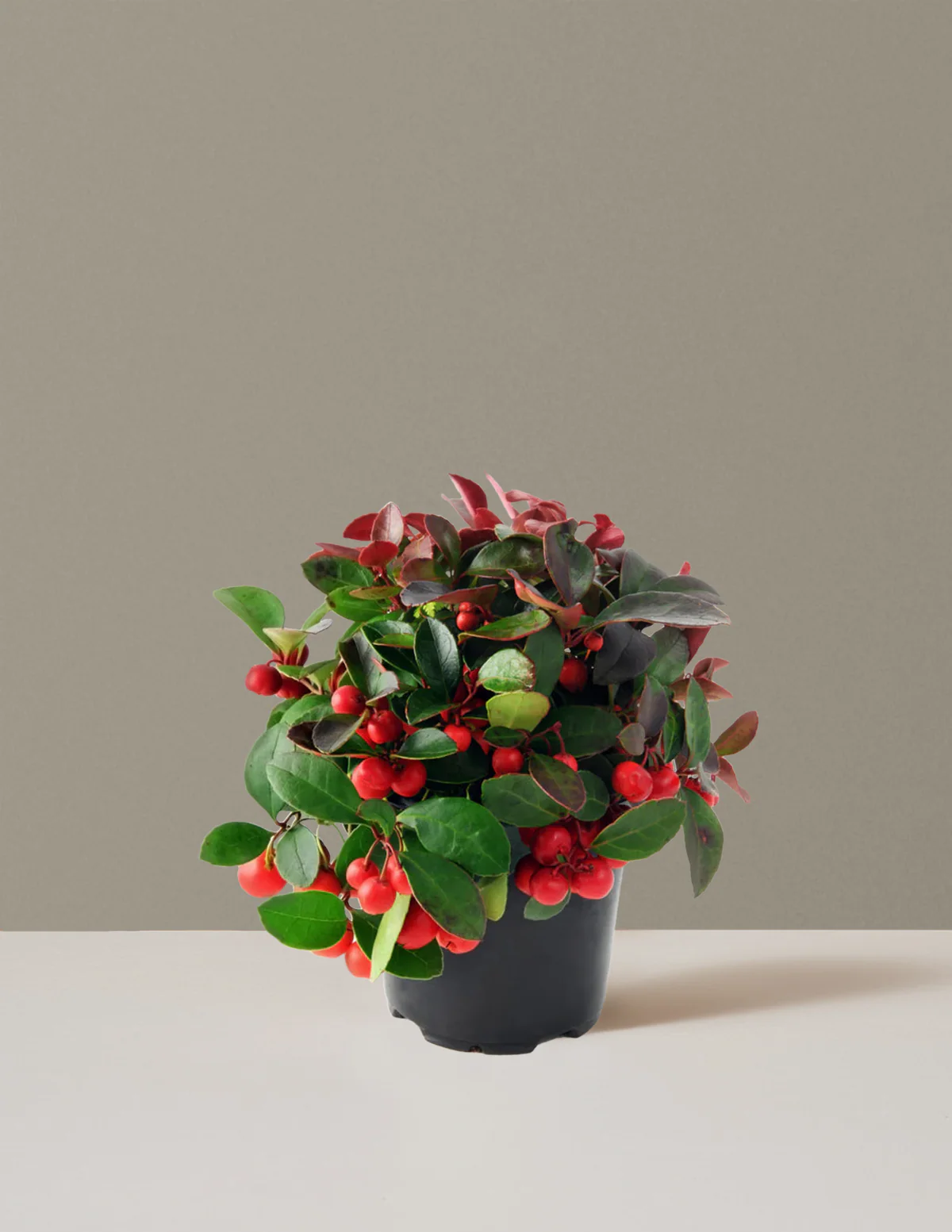 Wintergreen Cherry Berries - Image 4