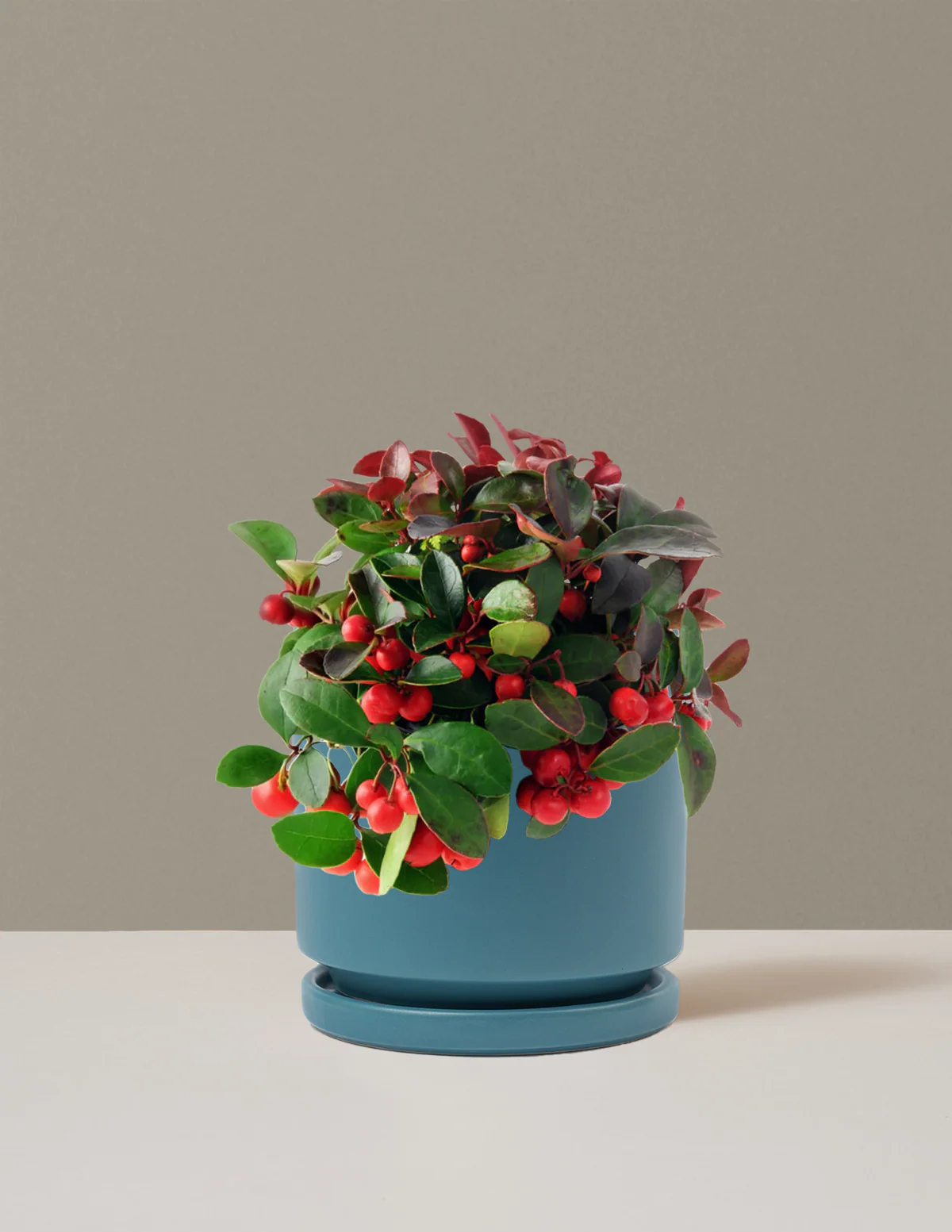 Wintergreen Cherry Berries - Image 5