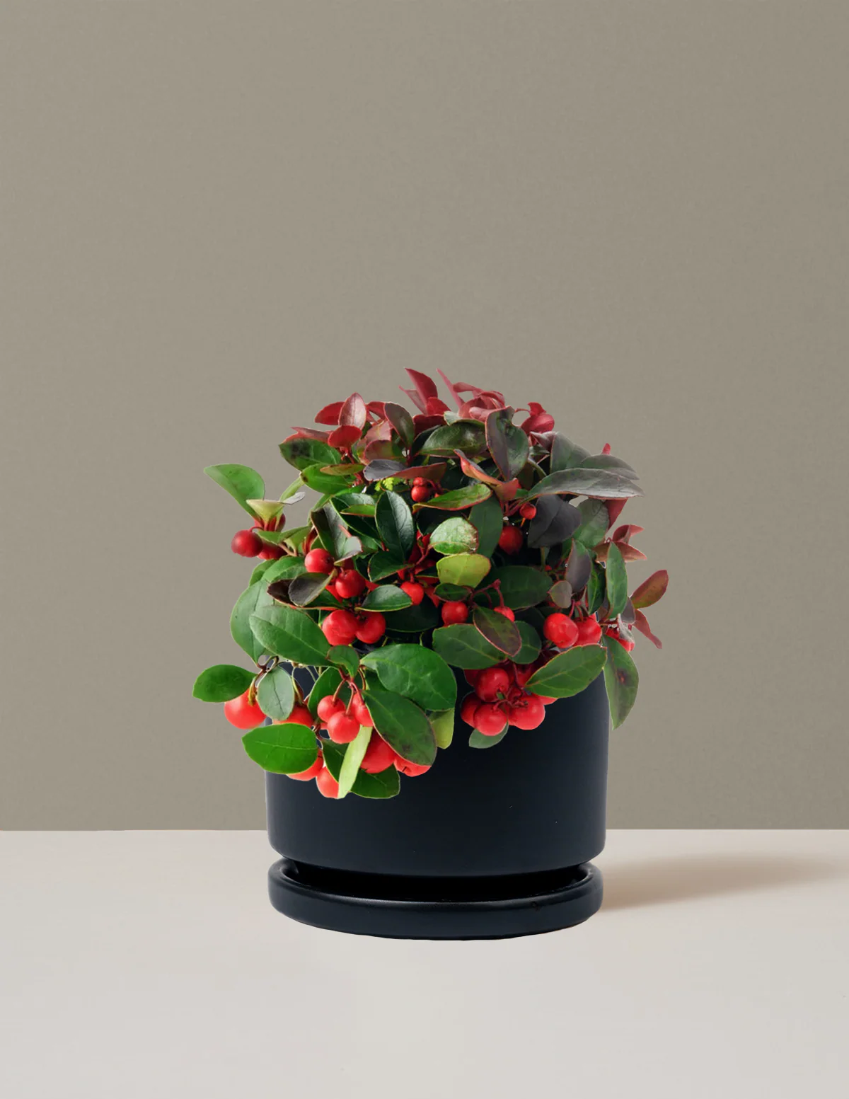 Wintergreen Cherry Berries - Image 6