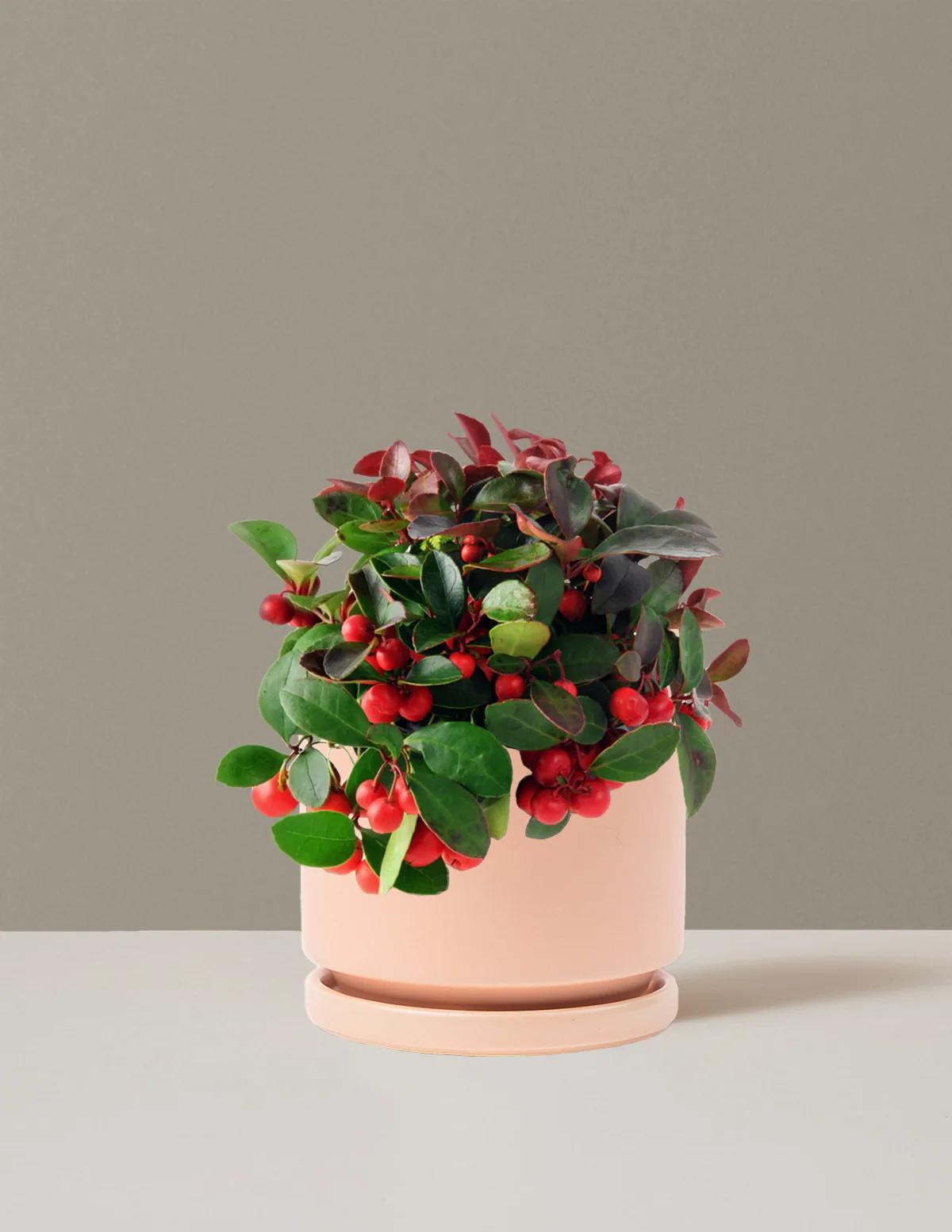 Wintergreen Cherry Berries - Image 7