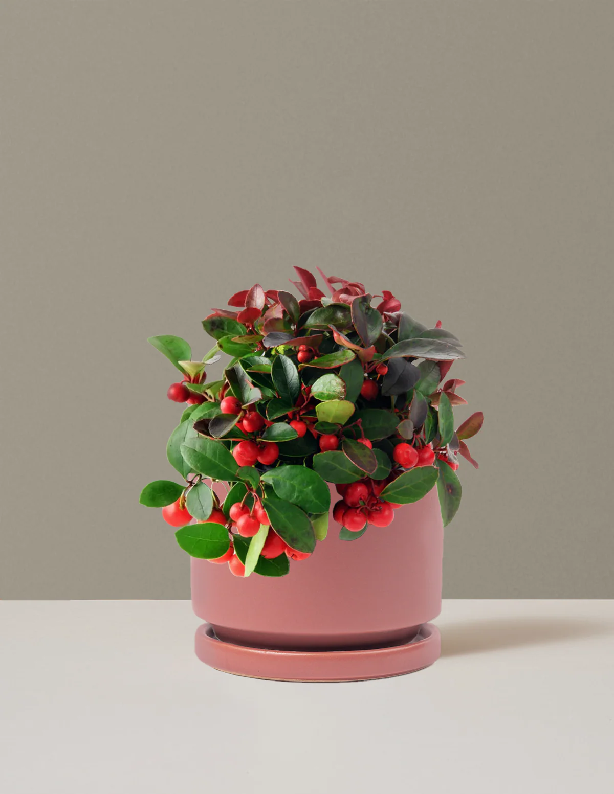 Wintergreen Cherry Berries - Image 8