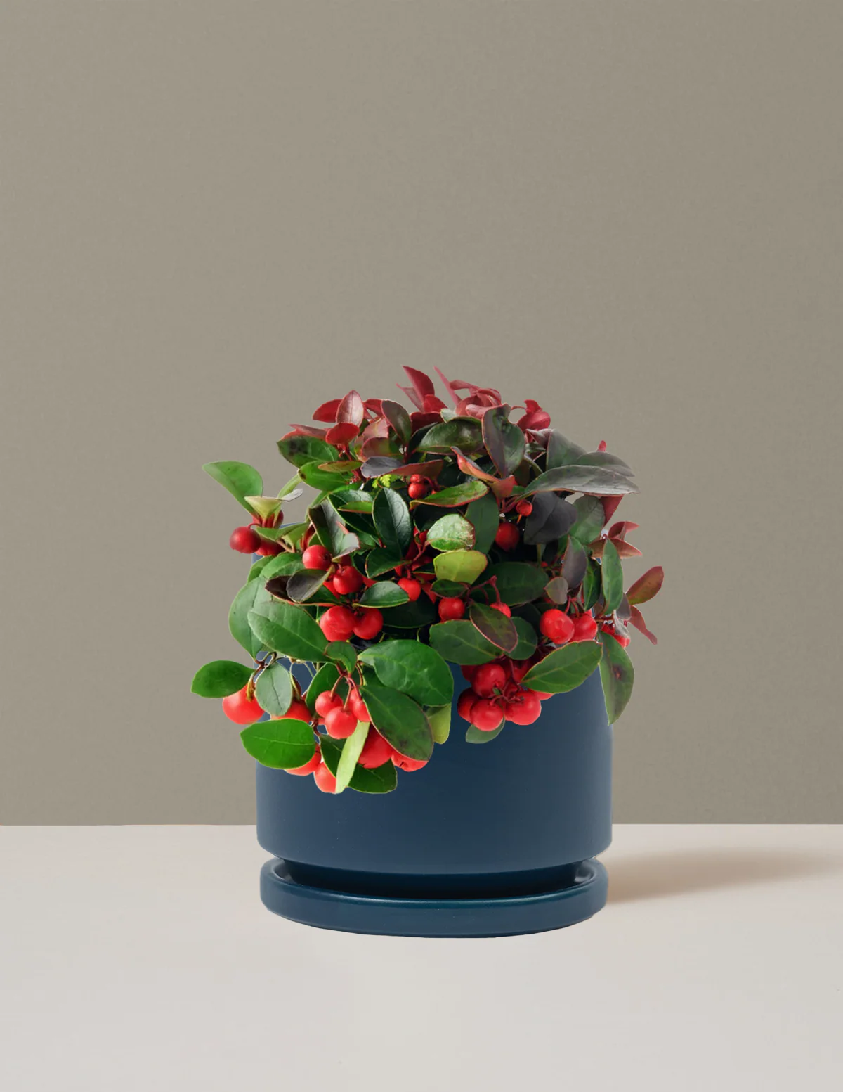 Wintergreen Cherry Berries - Image 9