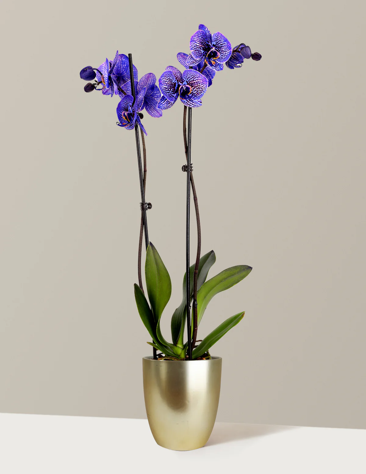 Amethyst Dream Kaleidoscope Orchid - Image 3