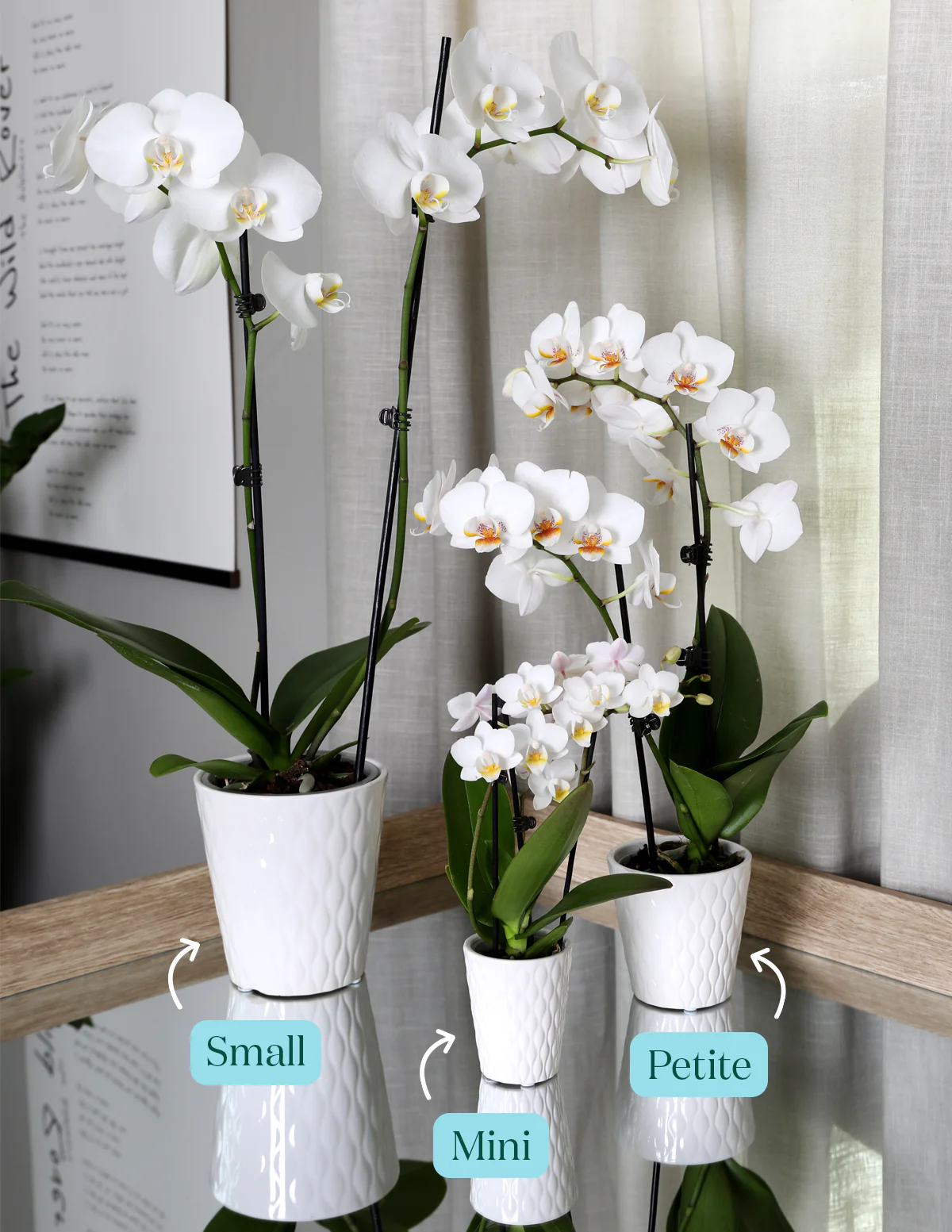 White Orchid - Image 6