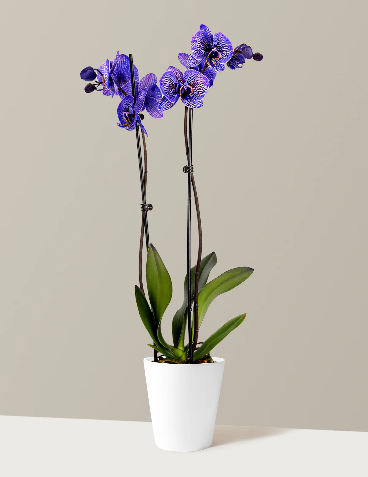 Amethyst Dream Kaleidoscope Orchid - Image 5