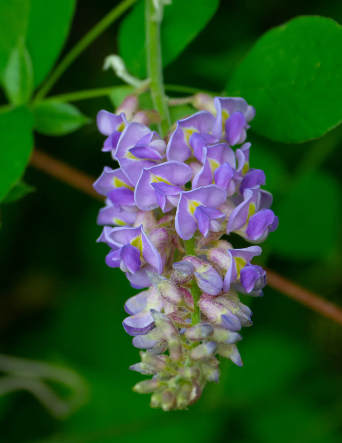 Amethyst Falls Wisteria - Image 10