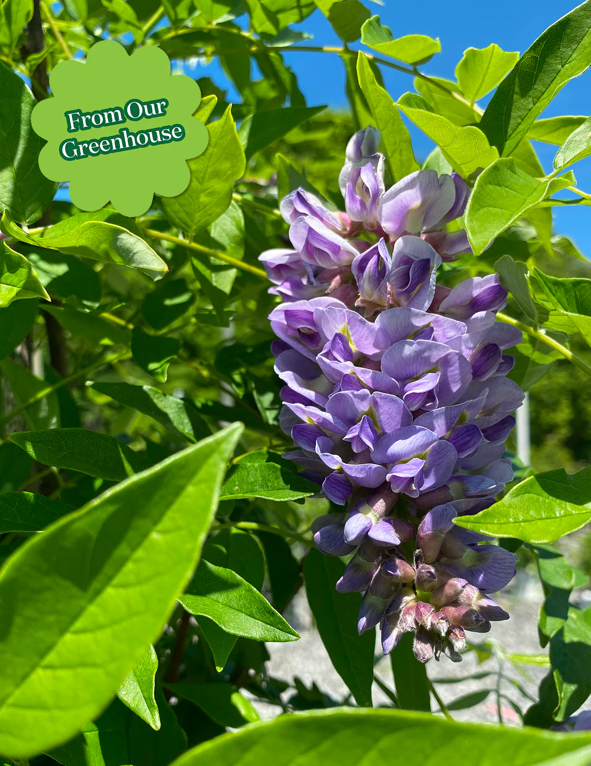 Amethyst Falls Wisteria - Image 11