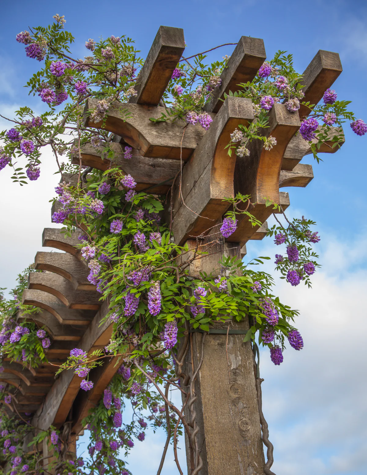 Amethyst Falls Wisteria - Image 12