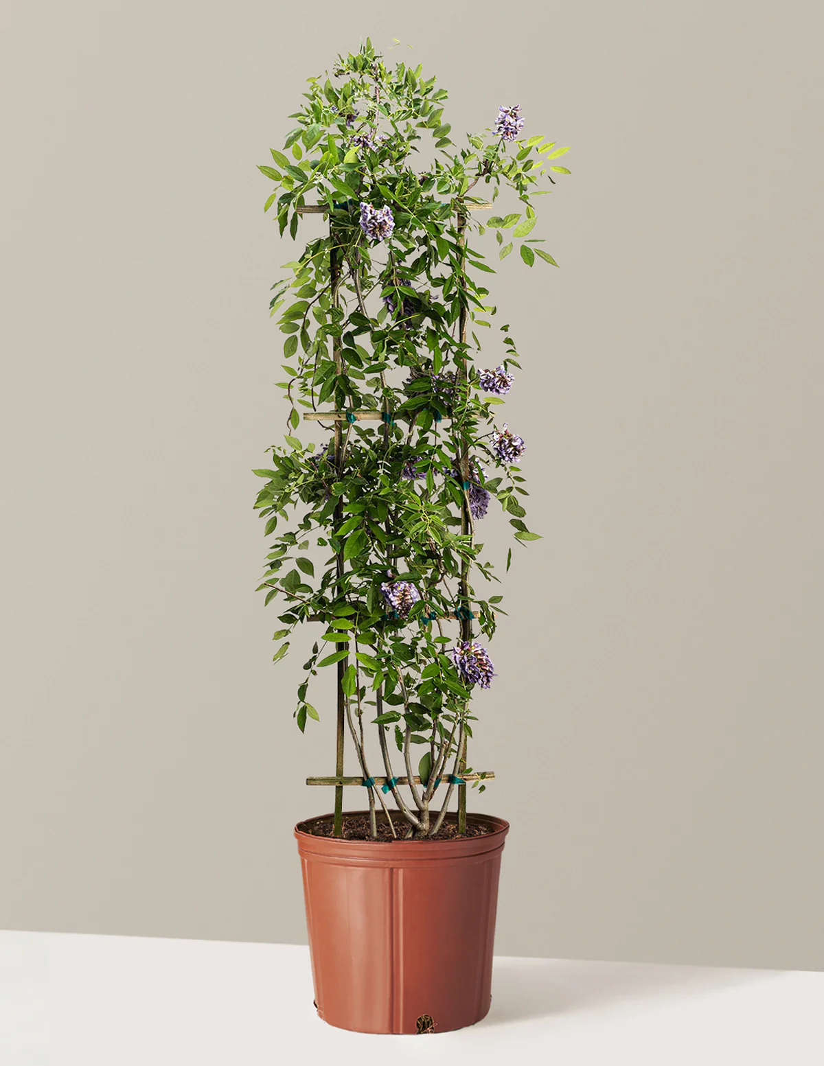Amethyst Falls Wisteria - Image 15