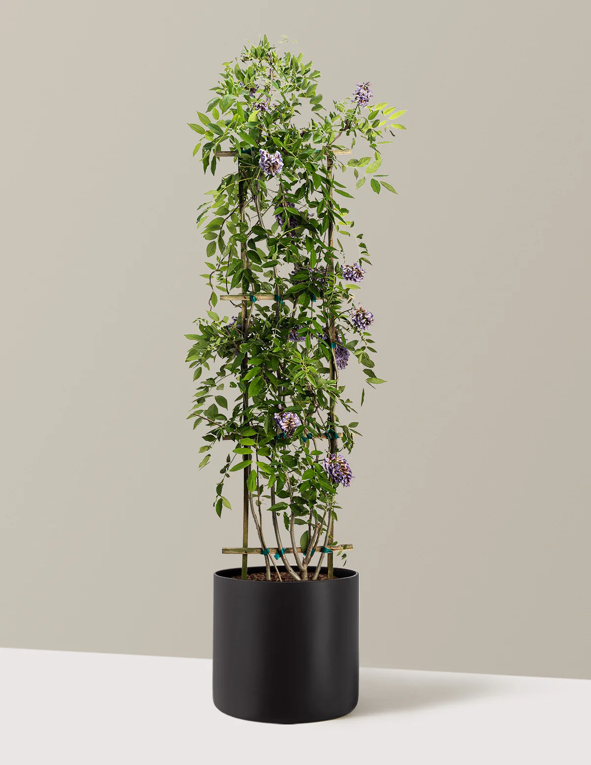 Amethyst Falls Wisteria - Image 24