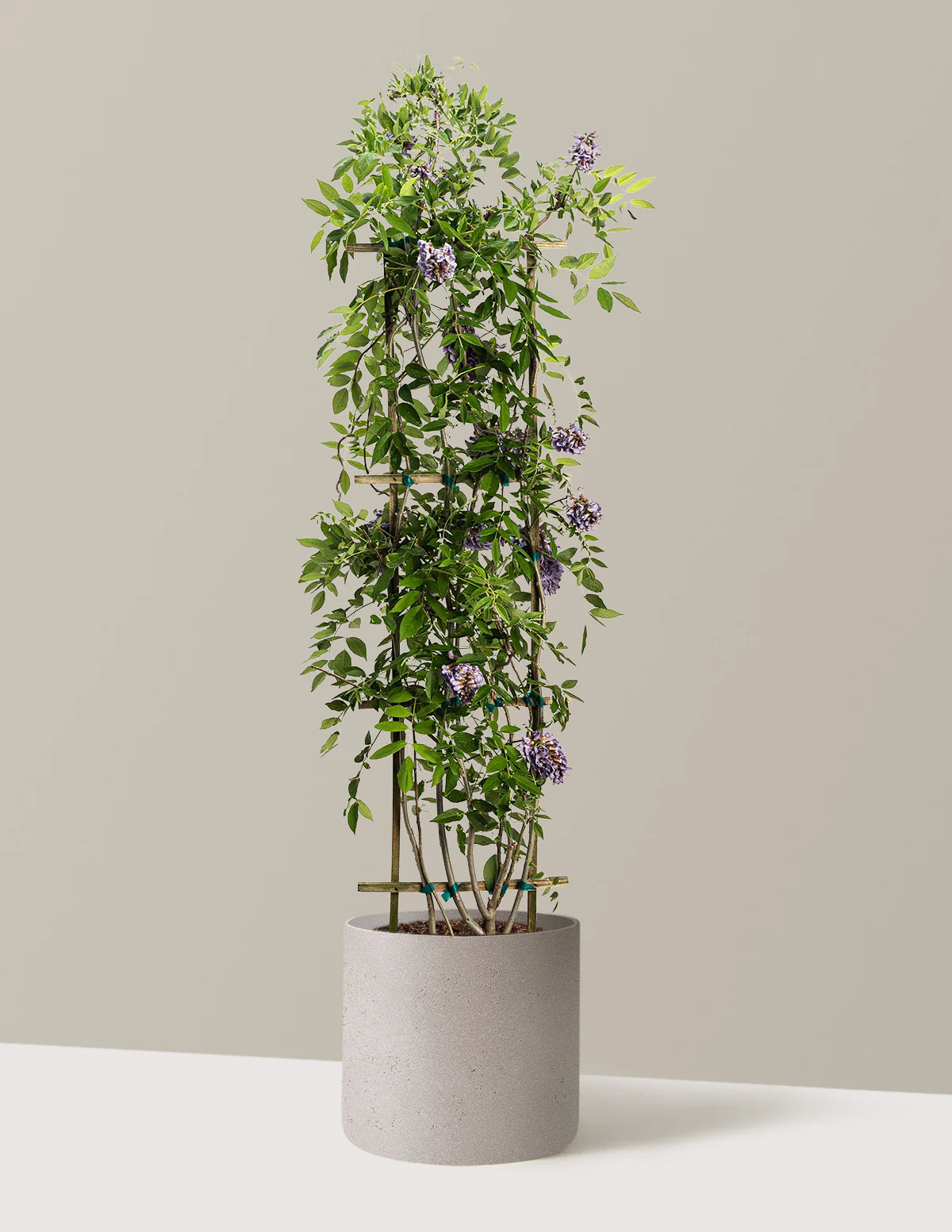 Amethyst Falls Wisteria - Image 25