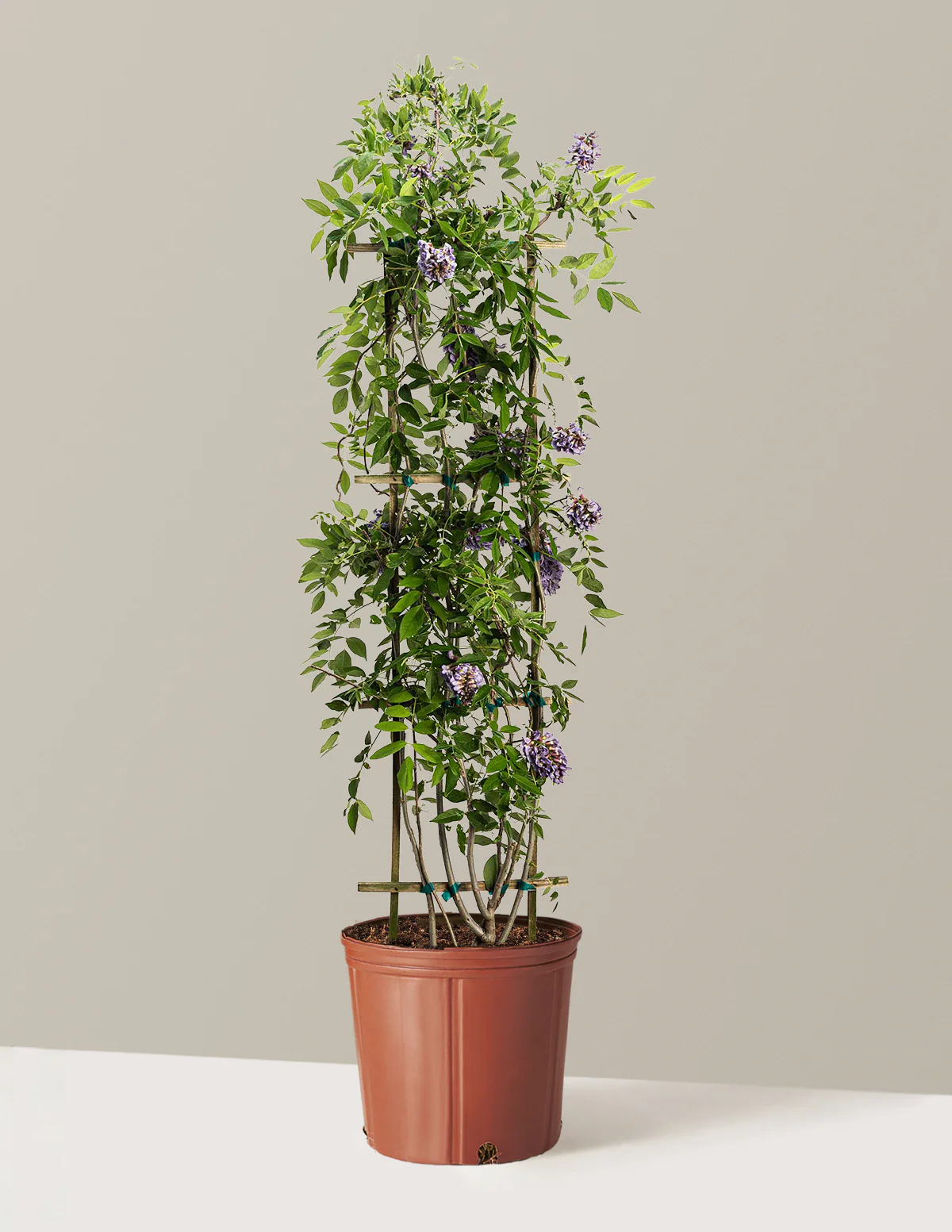 Amethyst Falls Wisteria - Image 27
