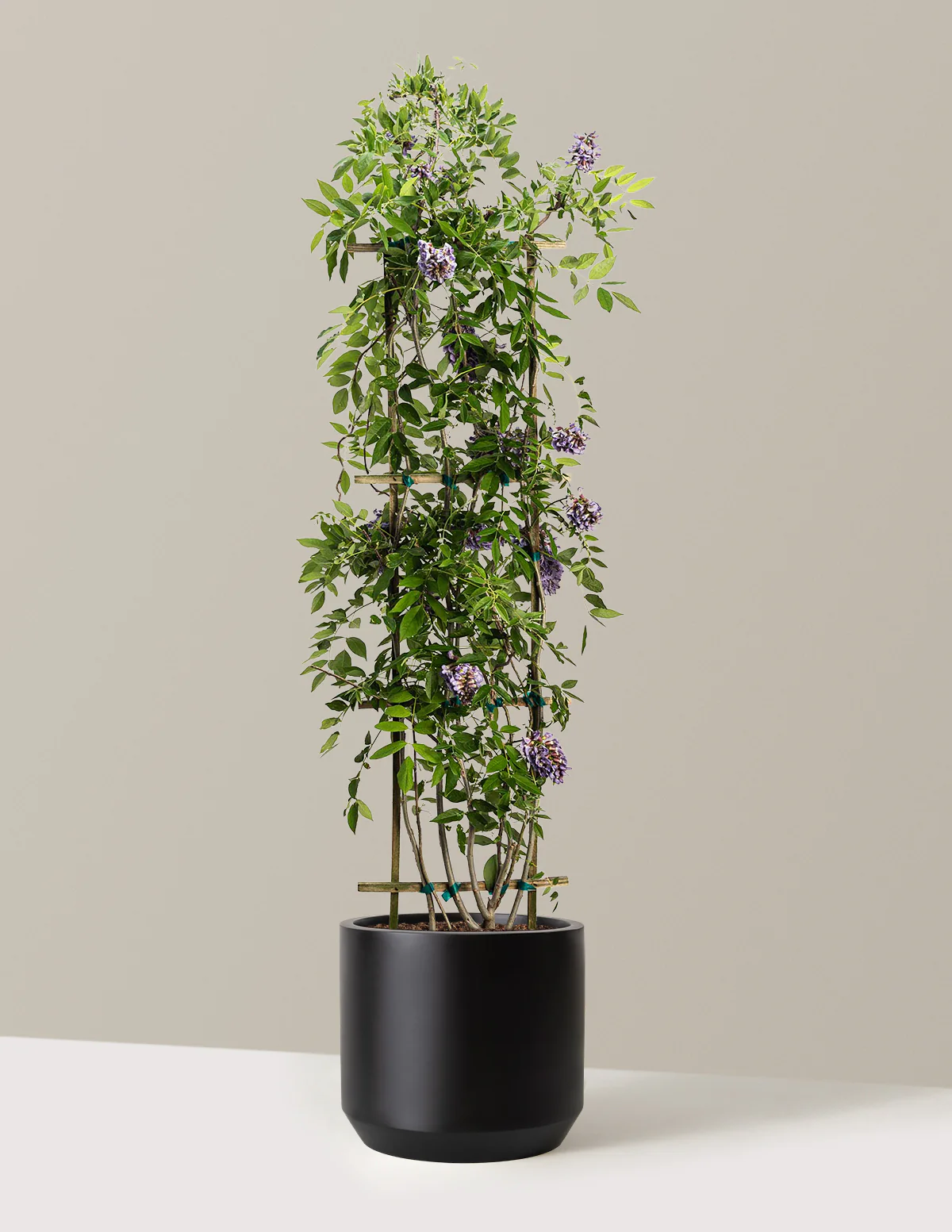Amethyst Falls Wisteria - Image 28