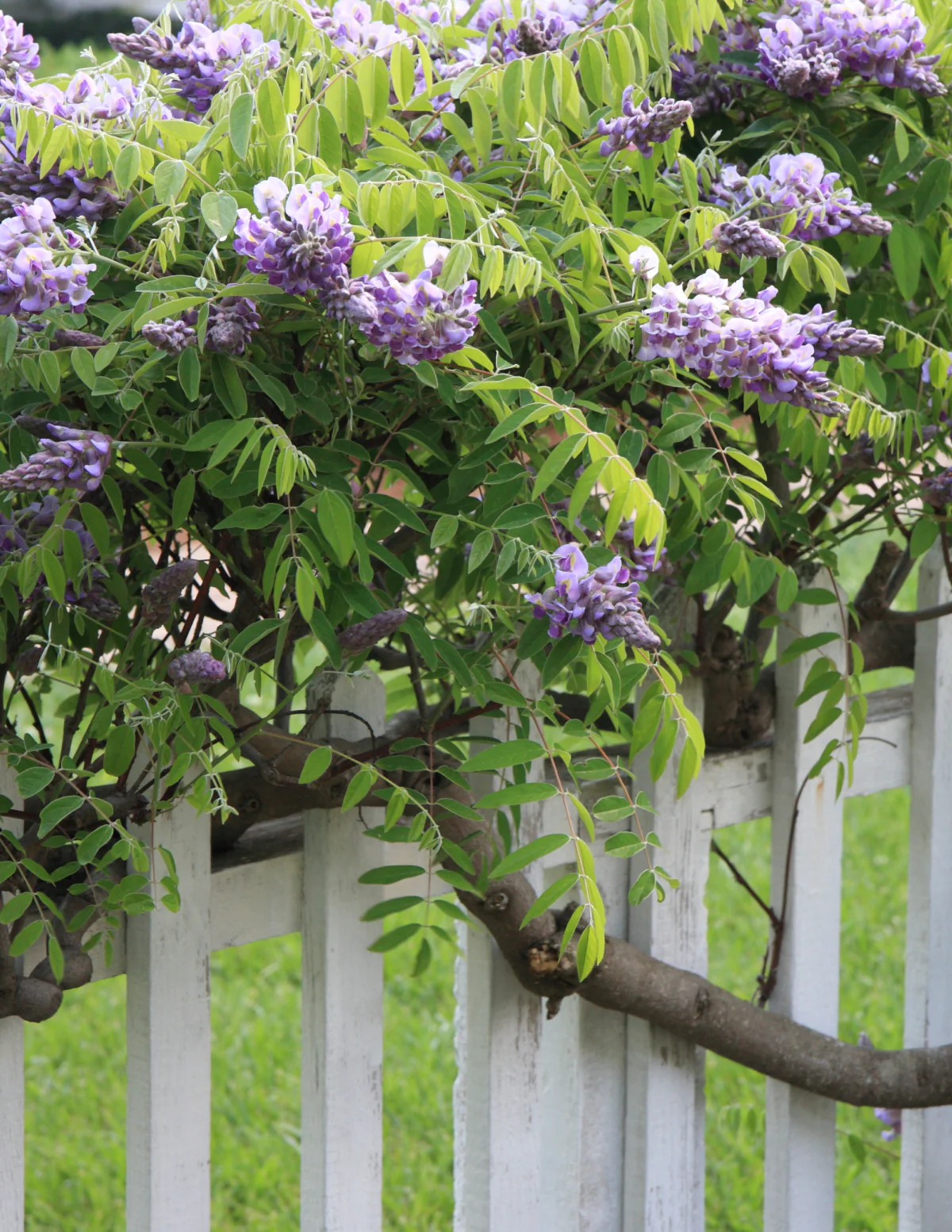 Amethyst Falls Wisteria - Image 3