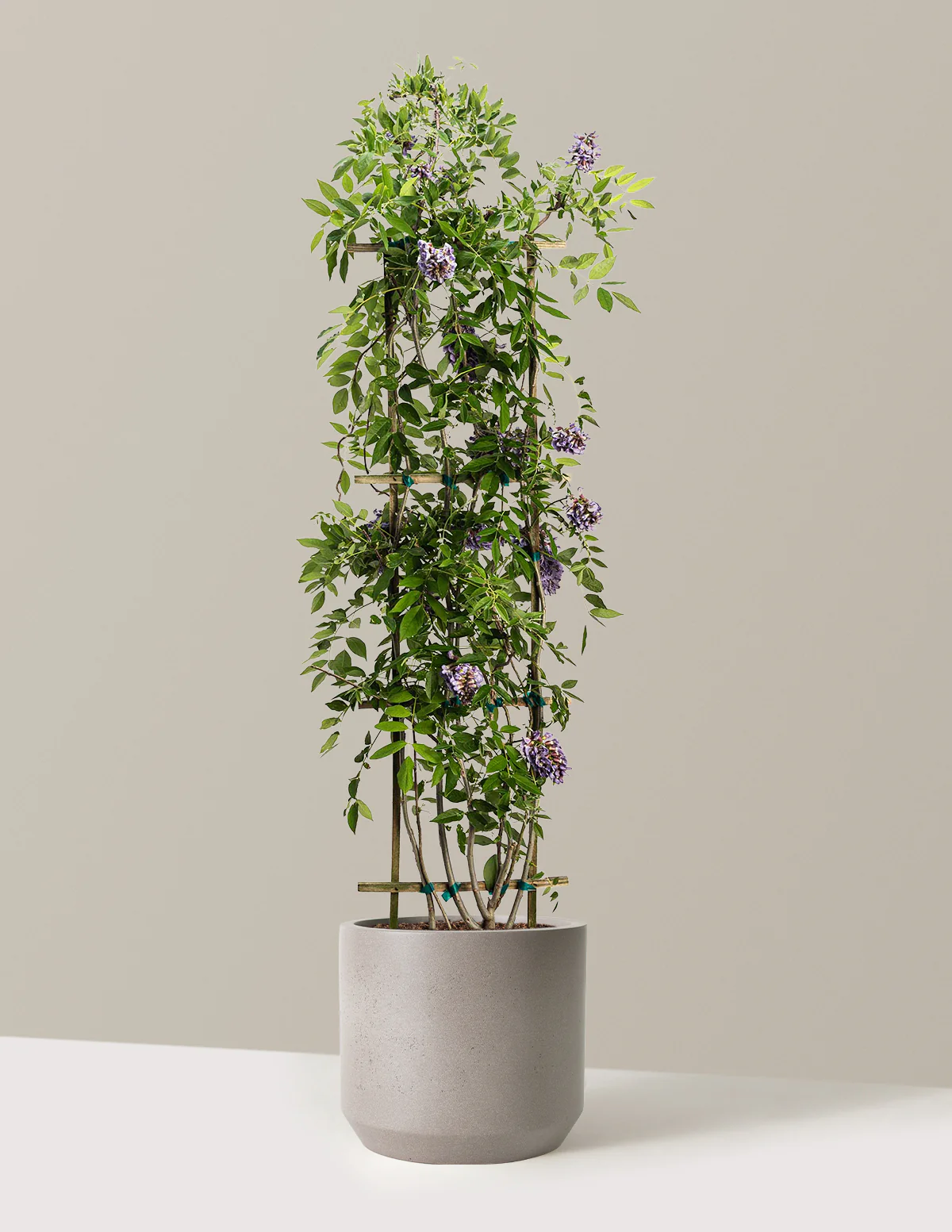 Amethyst Falls Wisteria - Image 37