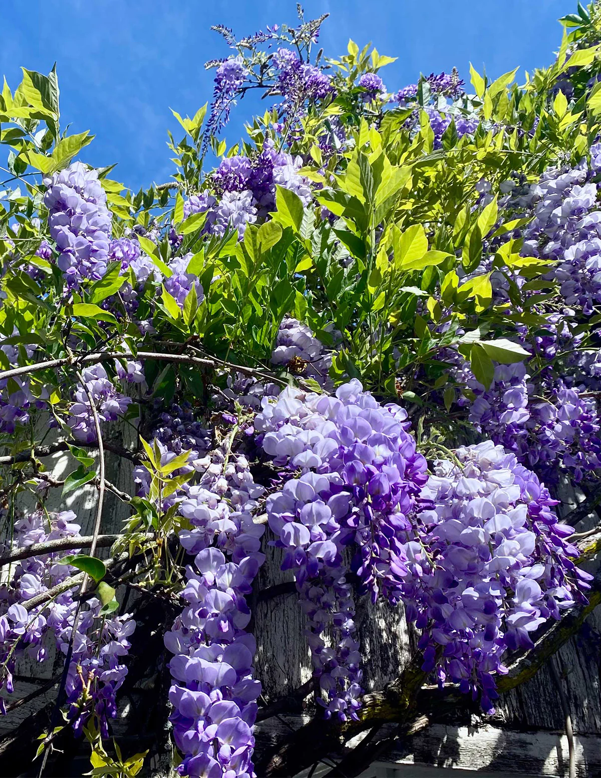 Amethyst Falls Wisteria - Image 4