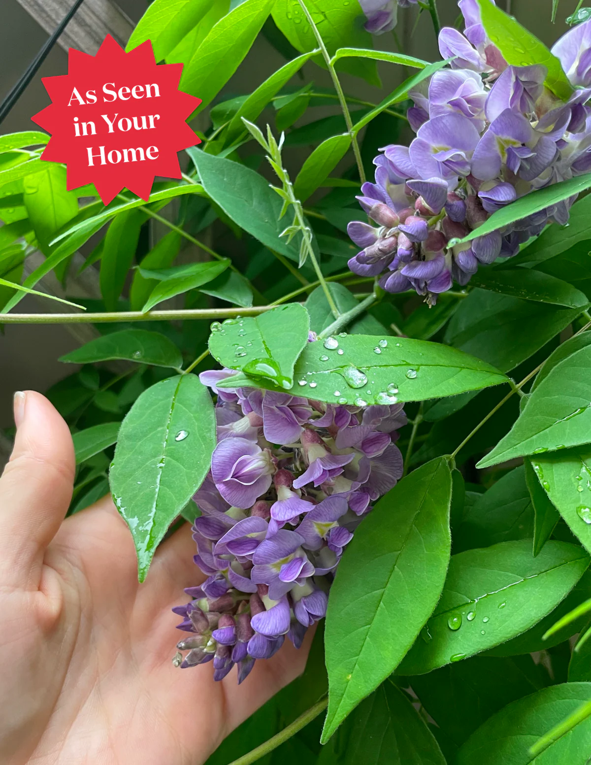 Amethyst Falls Wisteria - Image 5