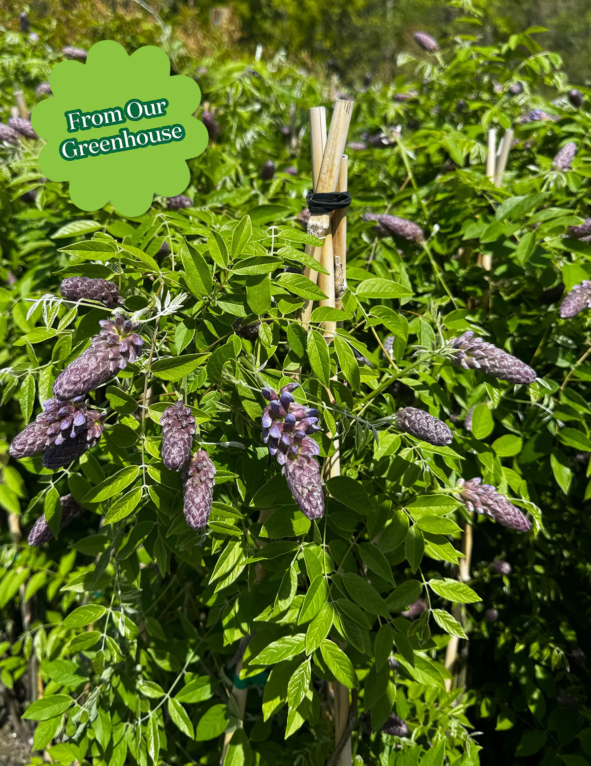 Amethyst Falls Wisteria - Image 6