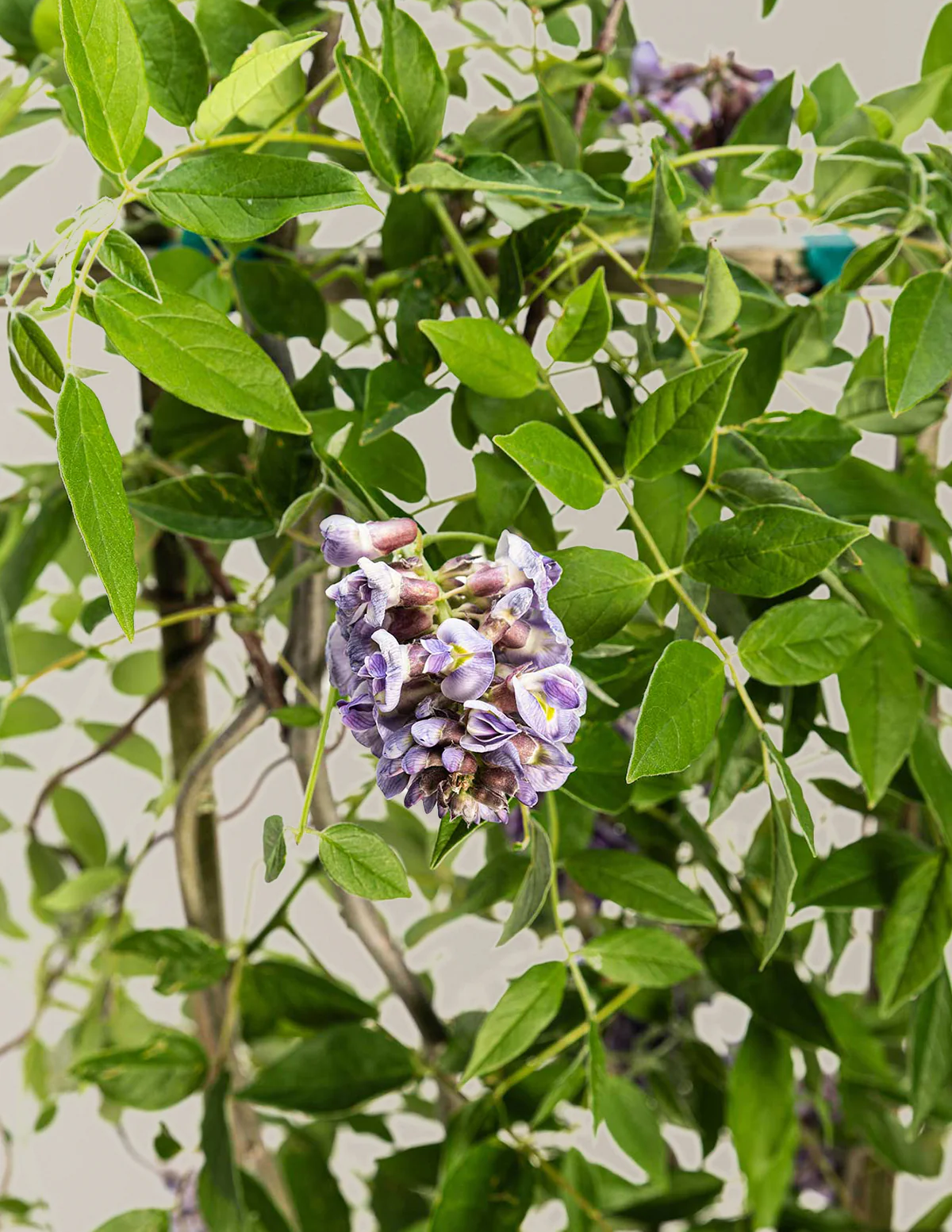 Amethyst Falls Wisteria - Image 7